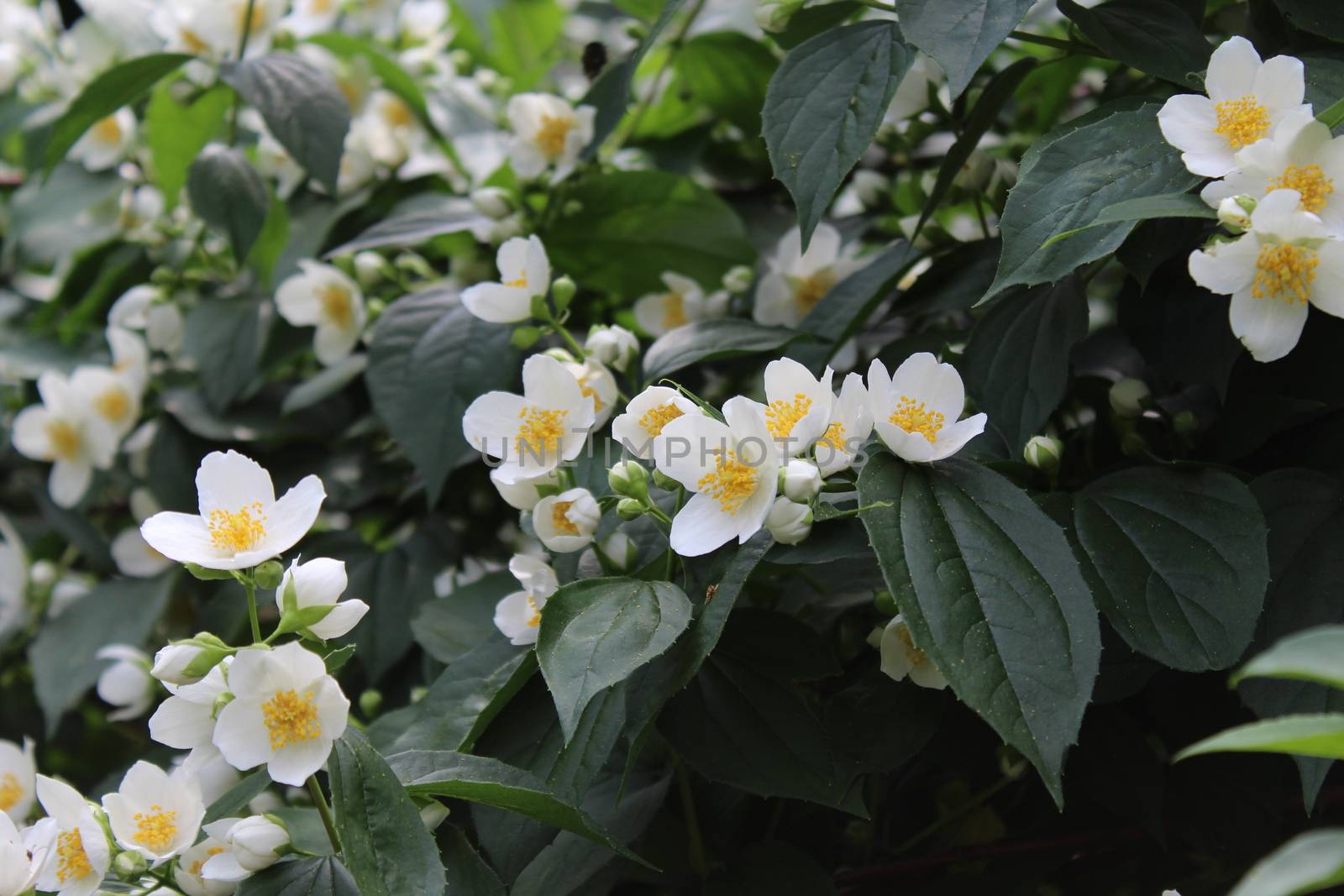 white jasmine in the garden by martina_unbehauen