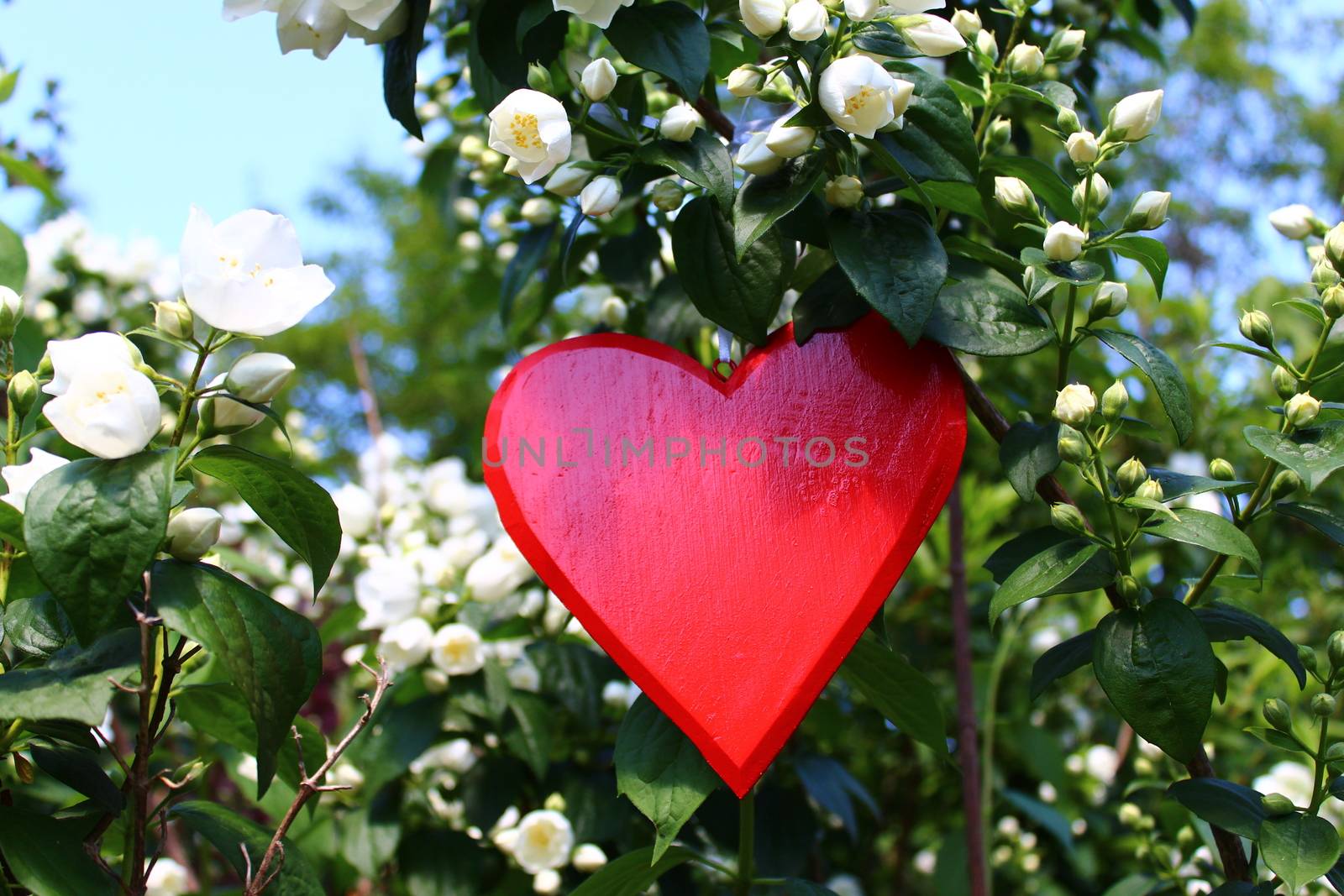 The picture shows a red heart in the jasmine.