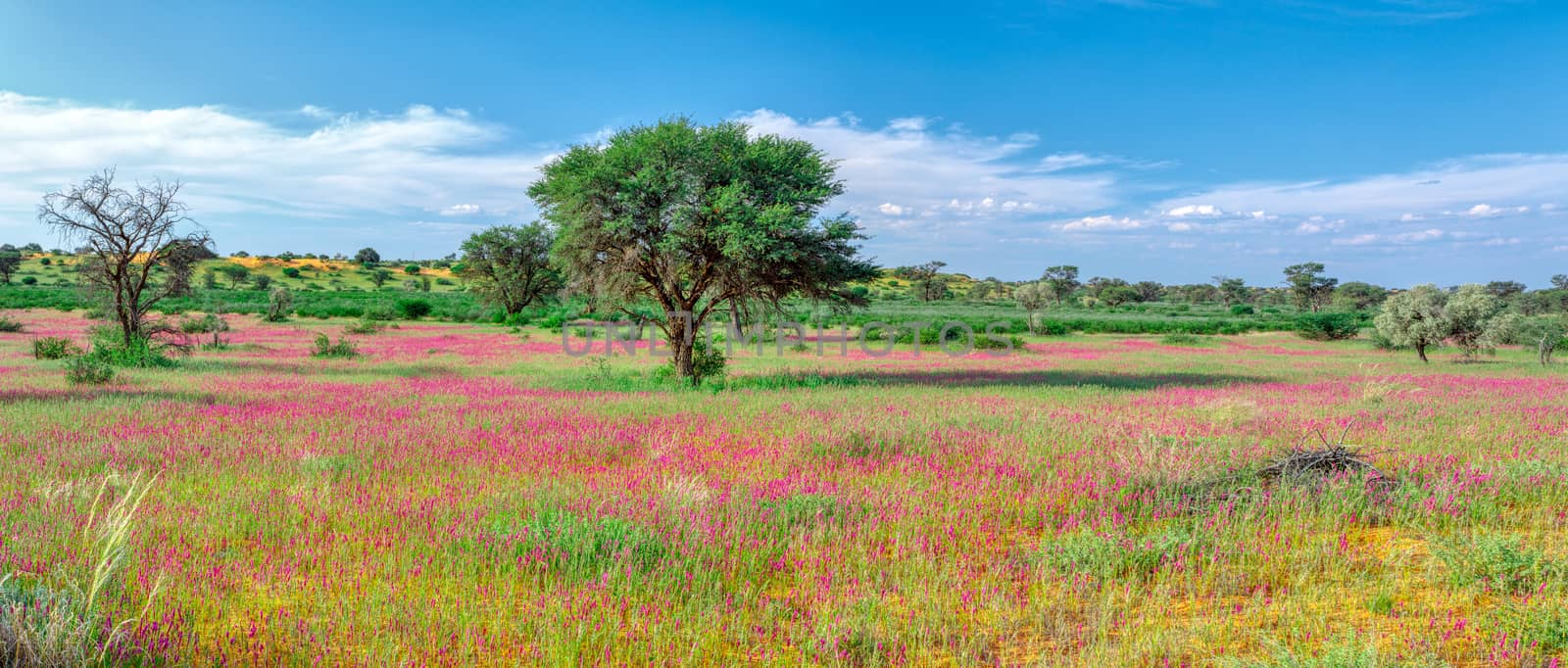 Flowering Kalahari desert South Africa wilderness by artush