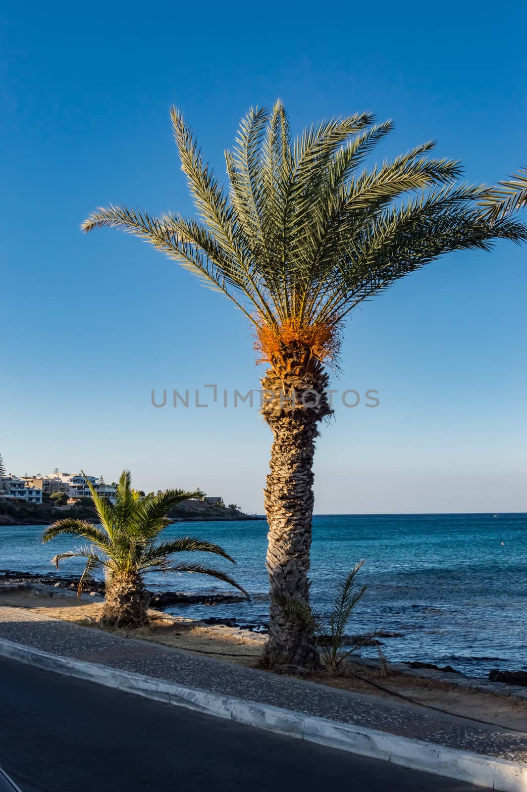 Palm duo on the sidewalk along the ocean on Stalis beach in Crete