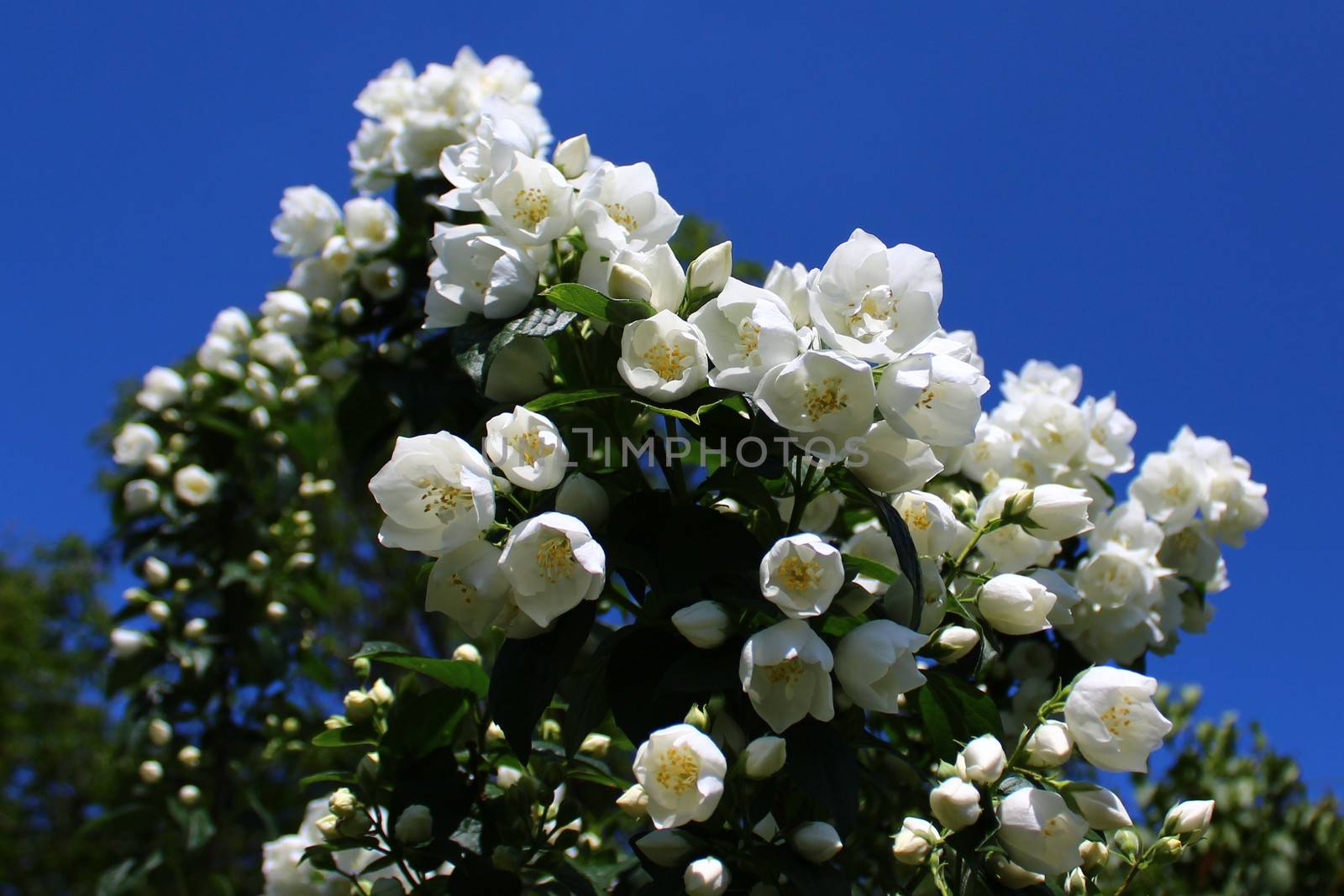 The picture shows white jasmine in the garden.