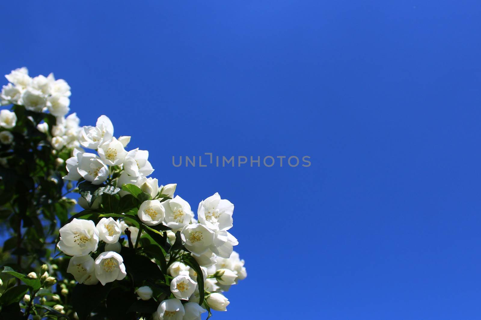 white jasmine in the garden by martina_unbehauen