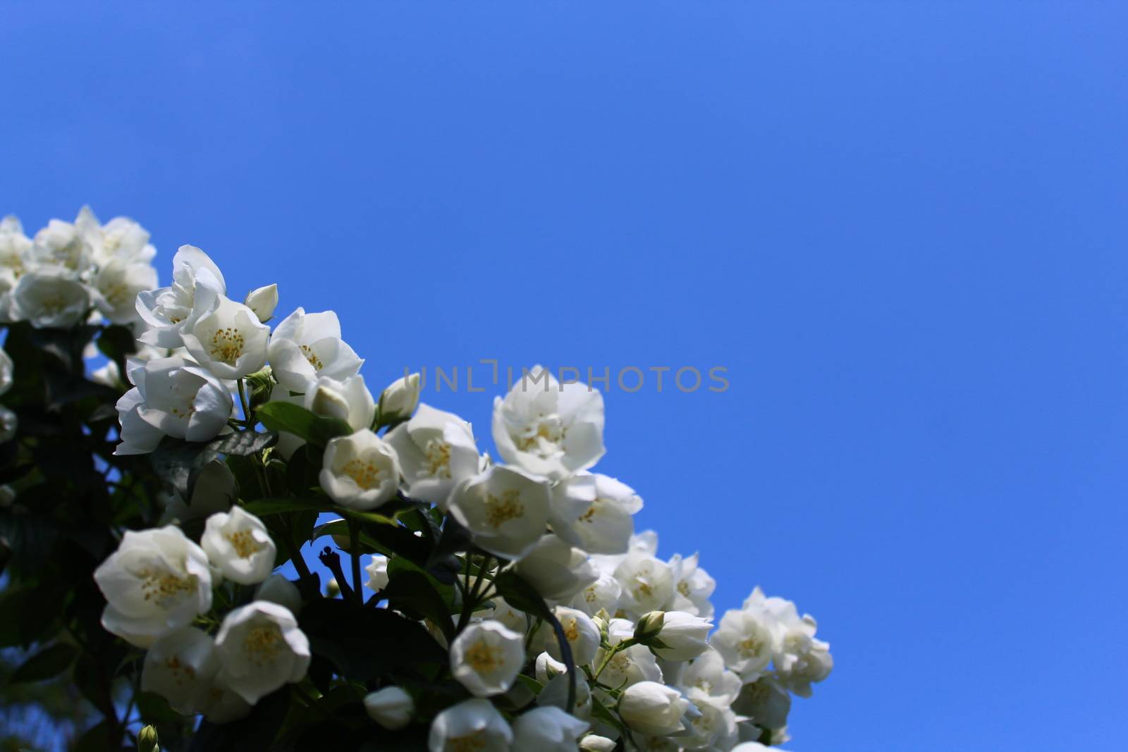 The picture shows white jasmine in the garden.