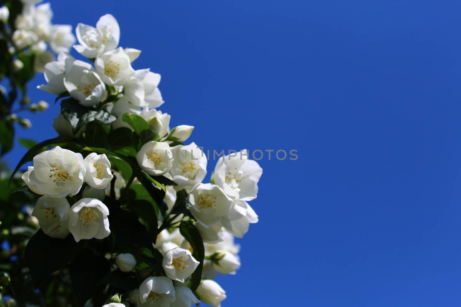 The picture shows white jasmine in the garden.