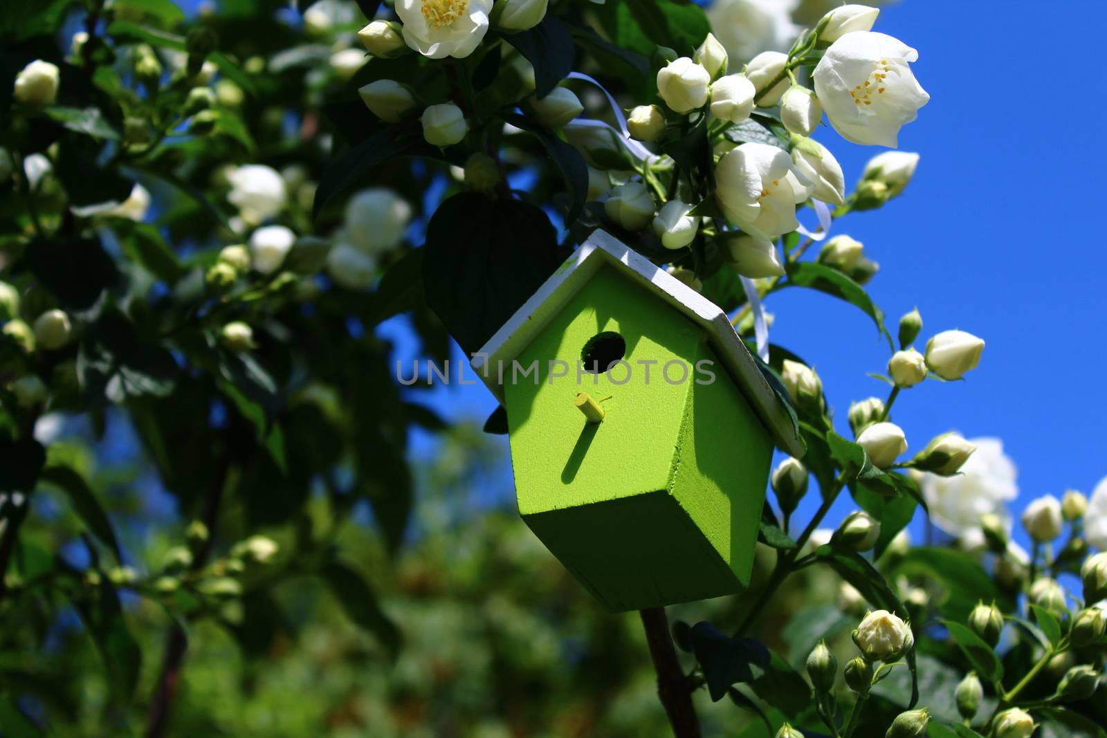 The picture shows a birdhouse in the jasmine in the garden.