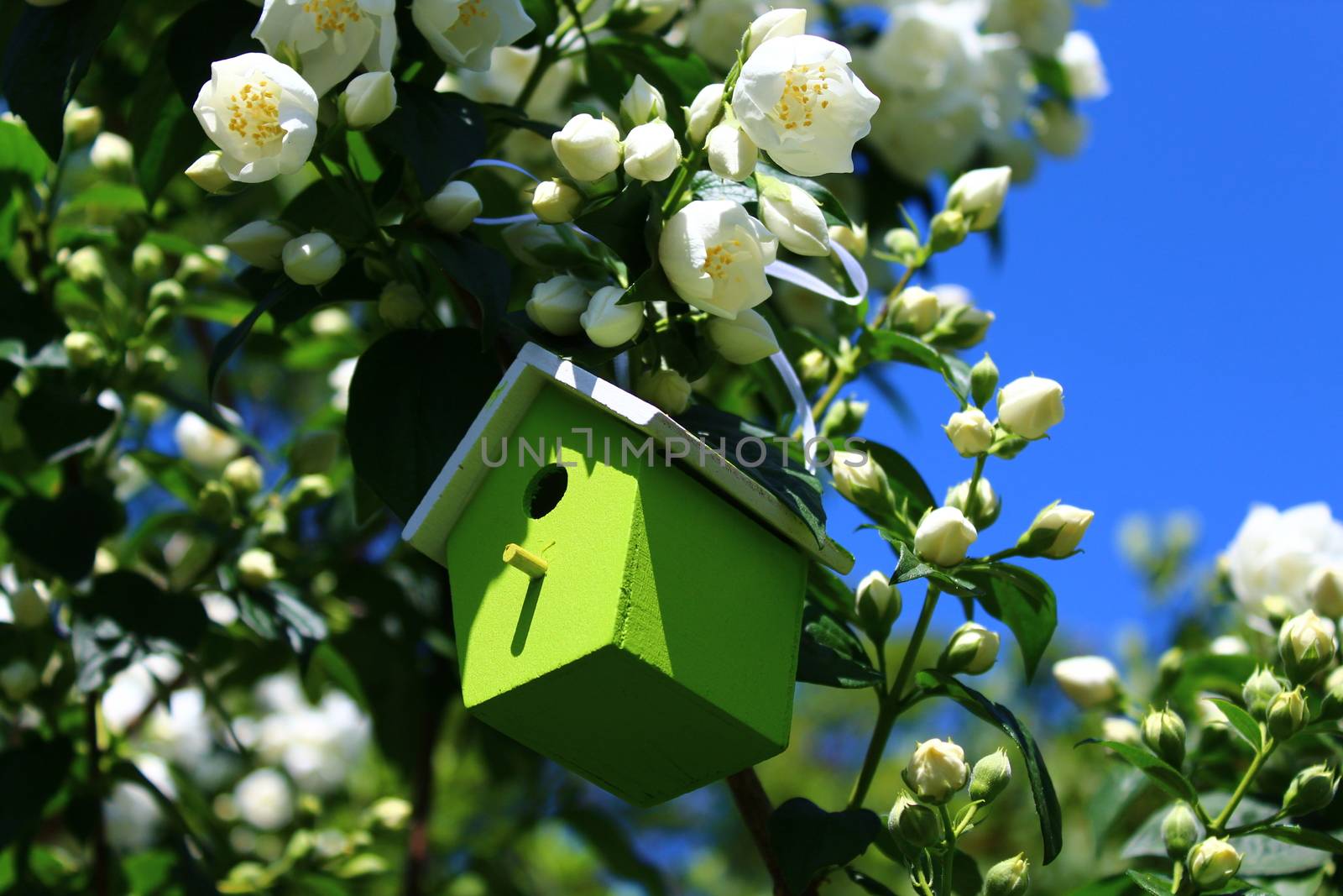 The picture shows a birdhouse in the jasmine in the garden.