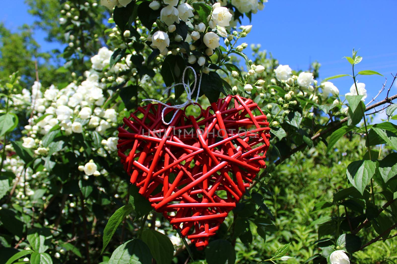 The picture shows a romantic red heart in the jasmine.