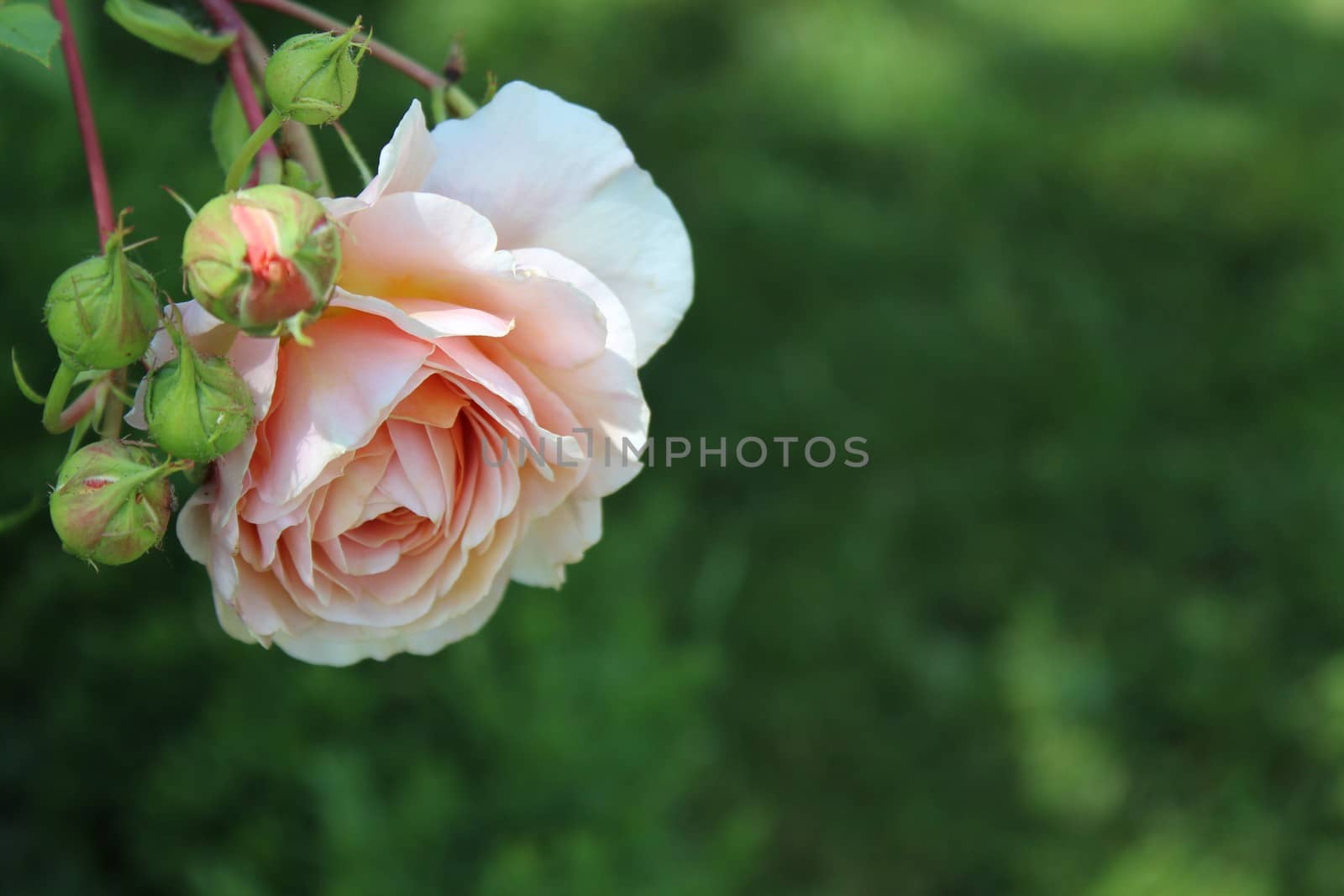 The picture shows pink rose border in the garden.