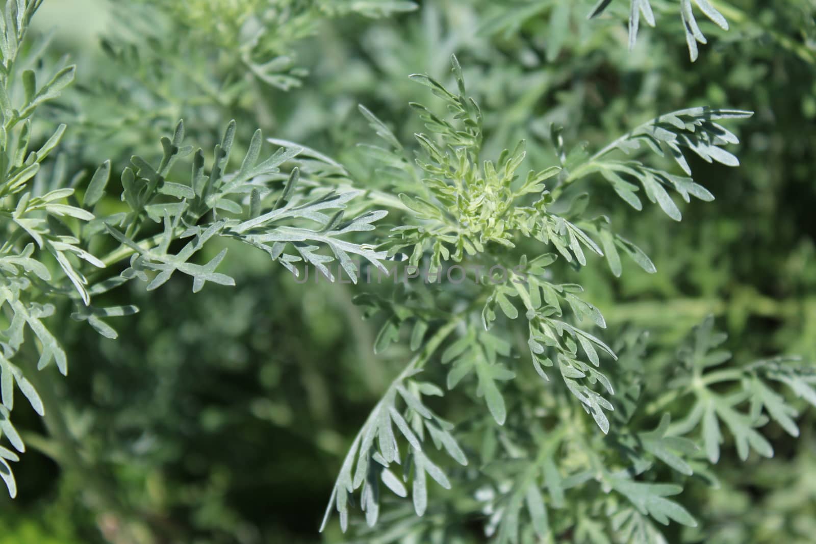 healthy wormwood in the garden by martina_unbehauen