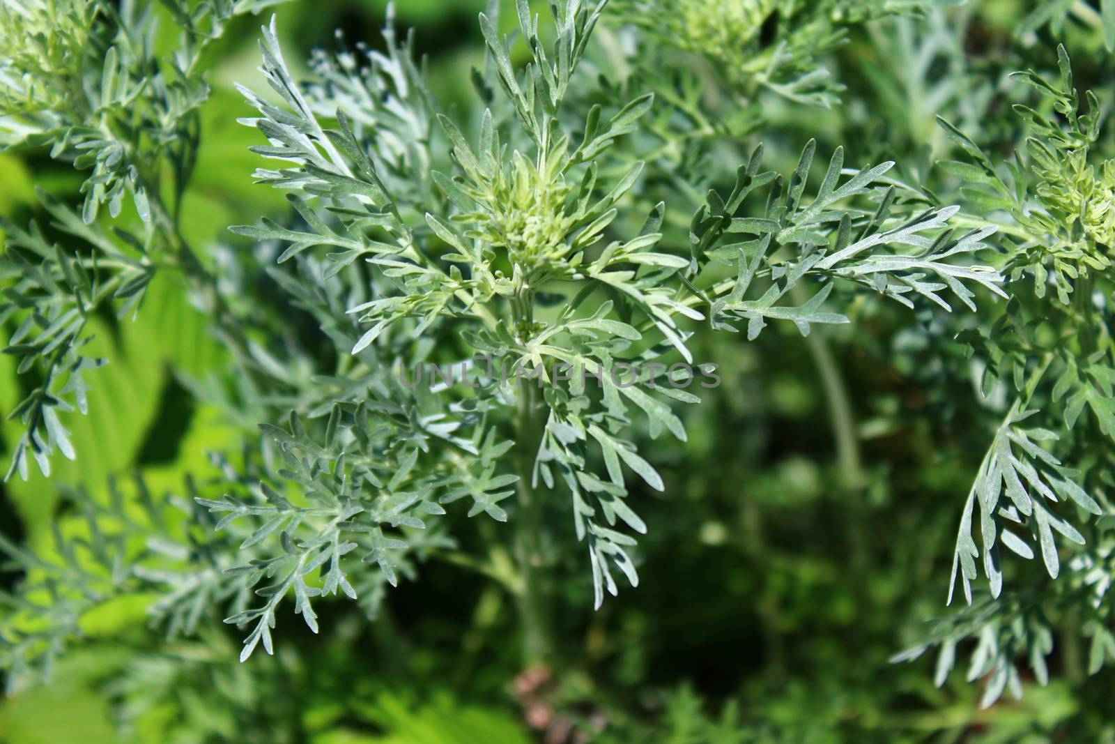 The picture shows healthy wormwood in the garden.