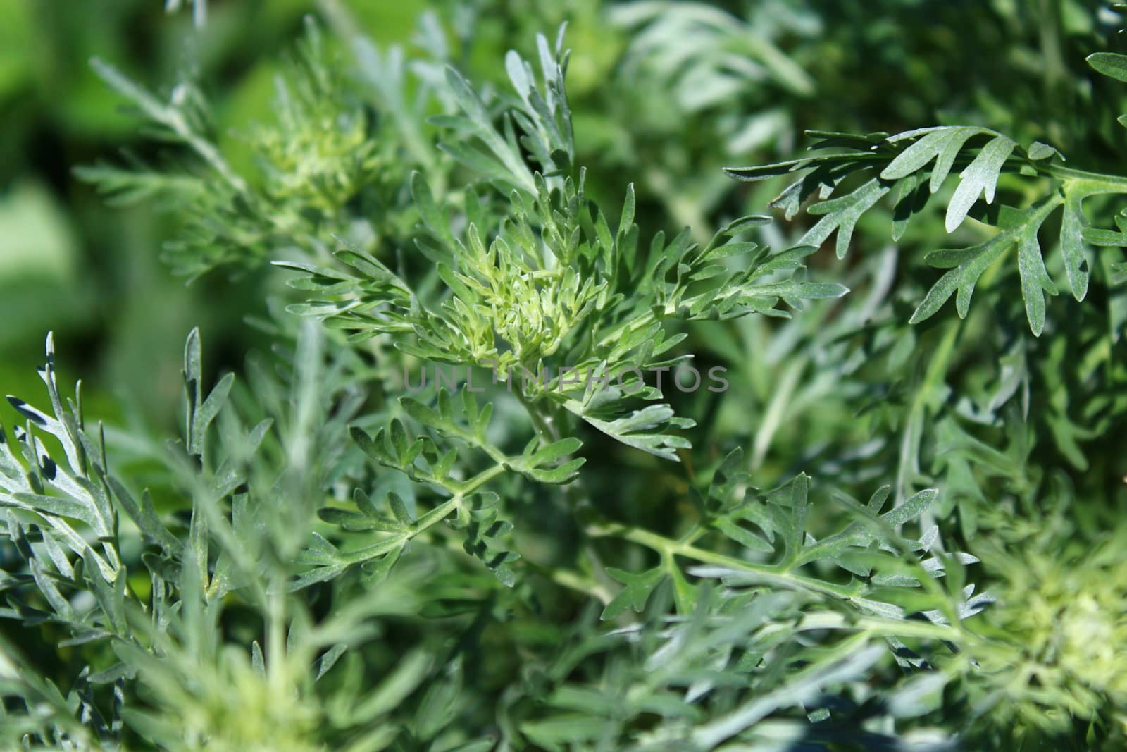 The picture shows healthy wormwood in the garden.