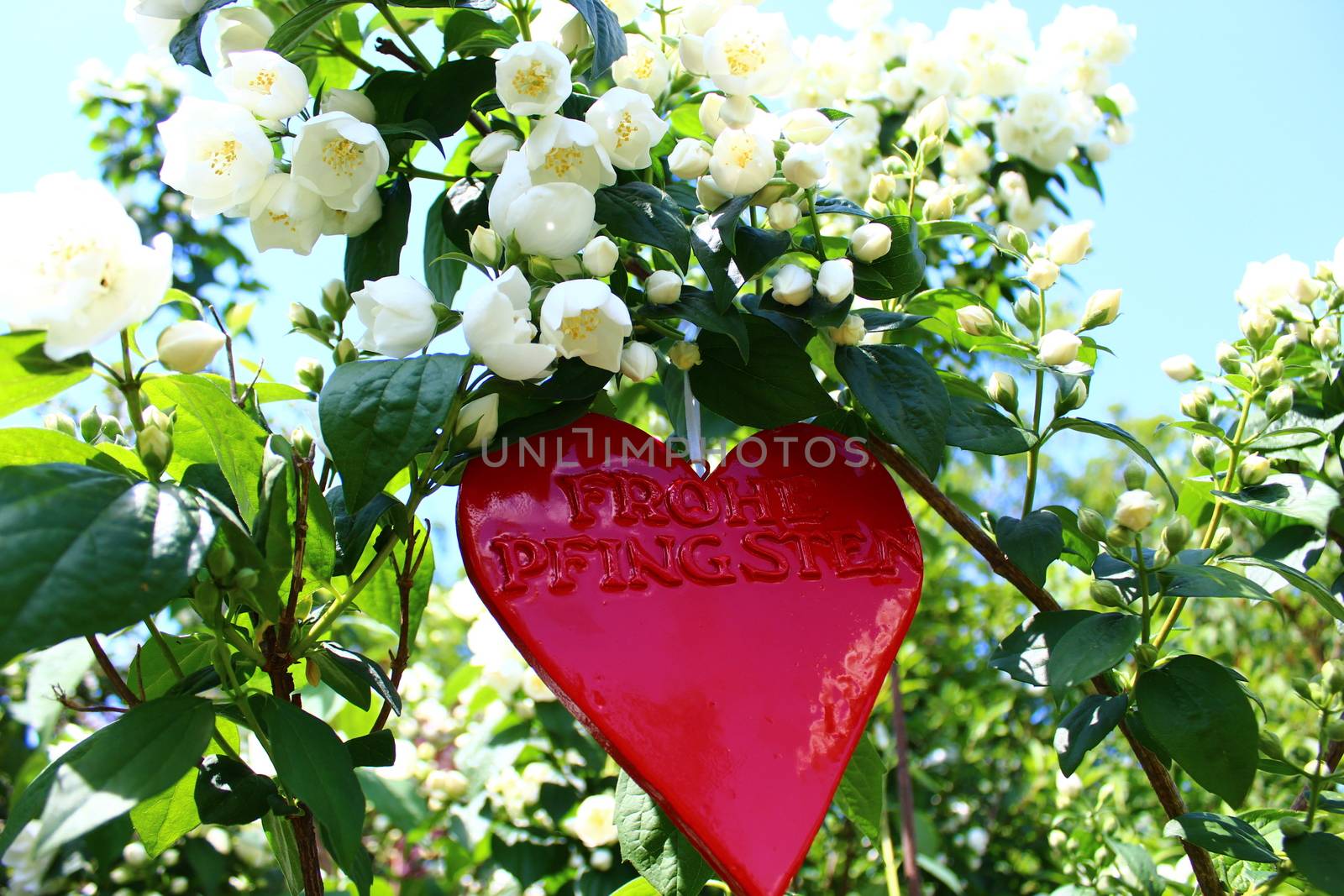 The picture shows a red heart in the jasmine with the german text happy pentecost.