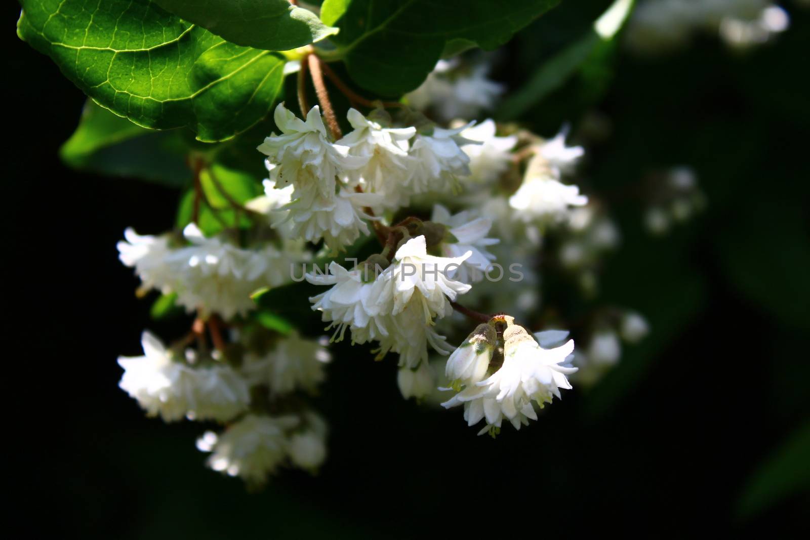 The picture shows beautiful jasmine in the garden.