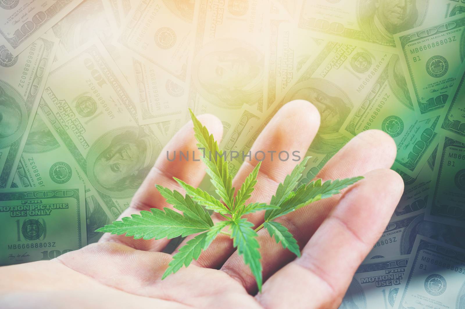 young cannabis tree with dollar banknote in background by anankkml