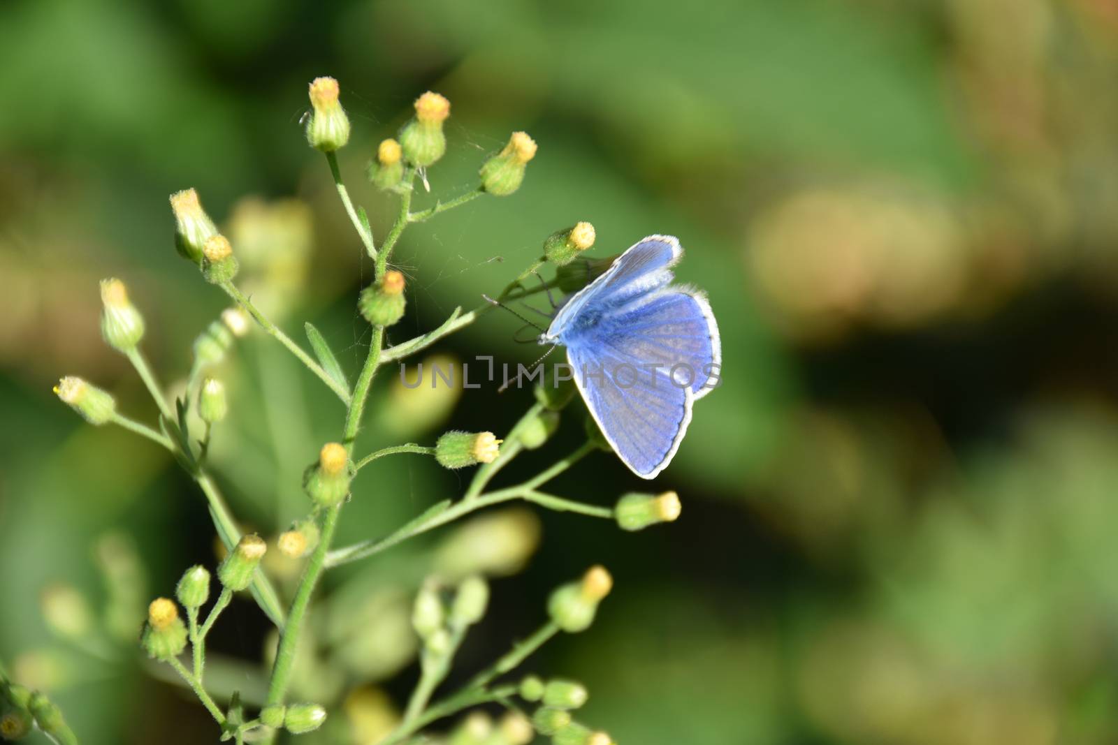 Macro of a light blue butterfly