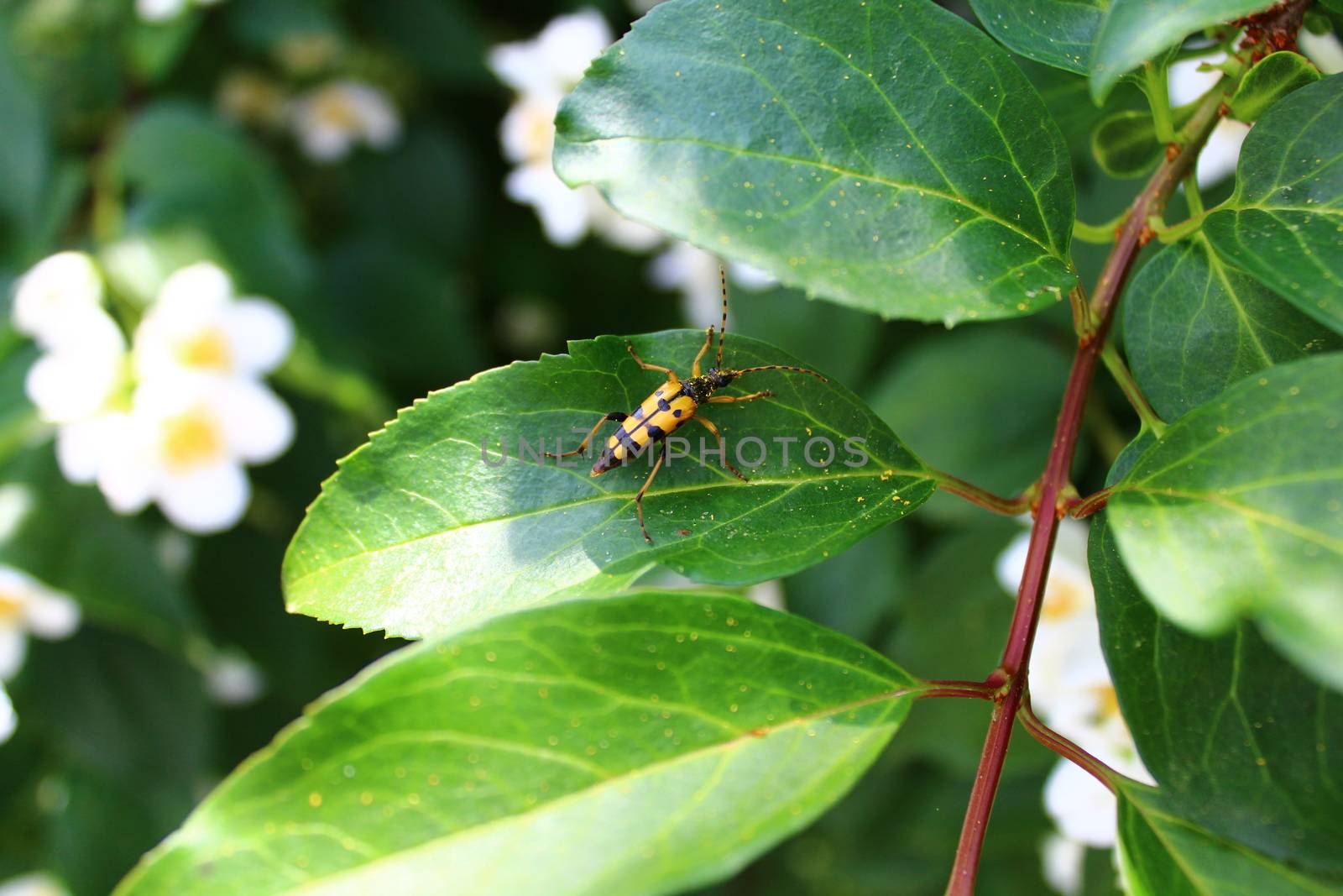The picture shows a black and yellow longhorn beetle in the jasmine.