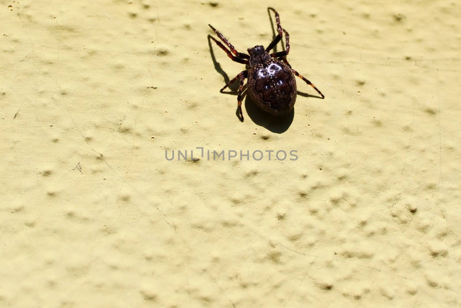 The picture shows walnut orb-weaver spider on the wall.