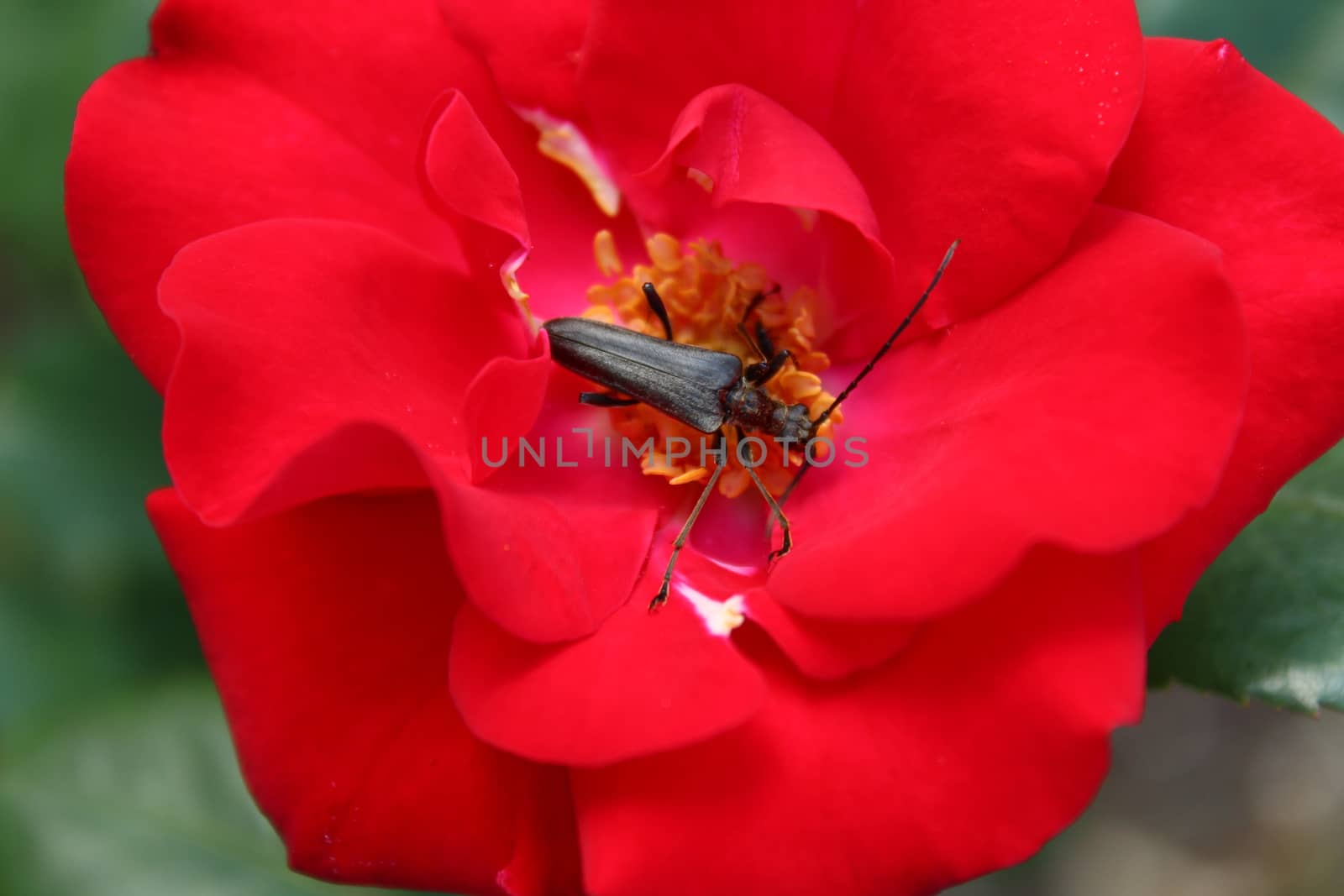 The picture shows a false blister beetle in a rose.