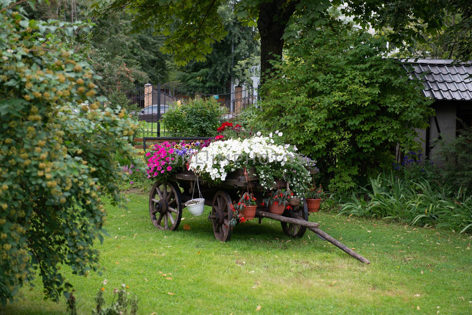 Flowers on the wagon on green grass by marynkin