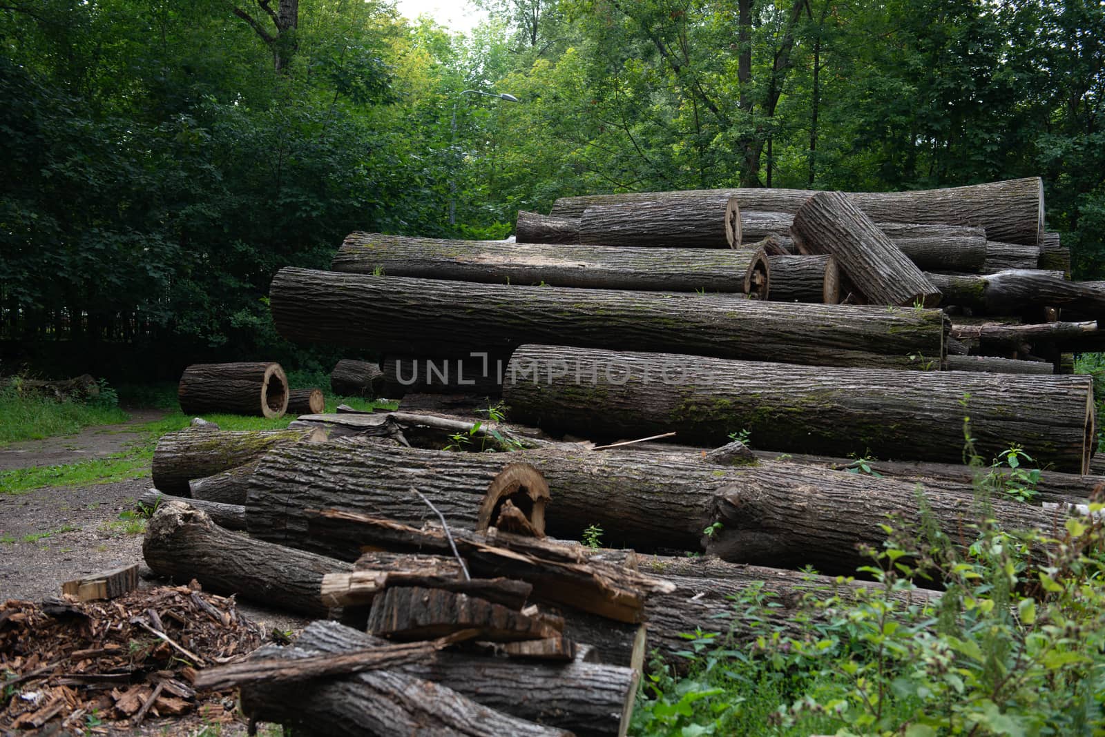 Wooden natural cut logs textured in a park by marynkin