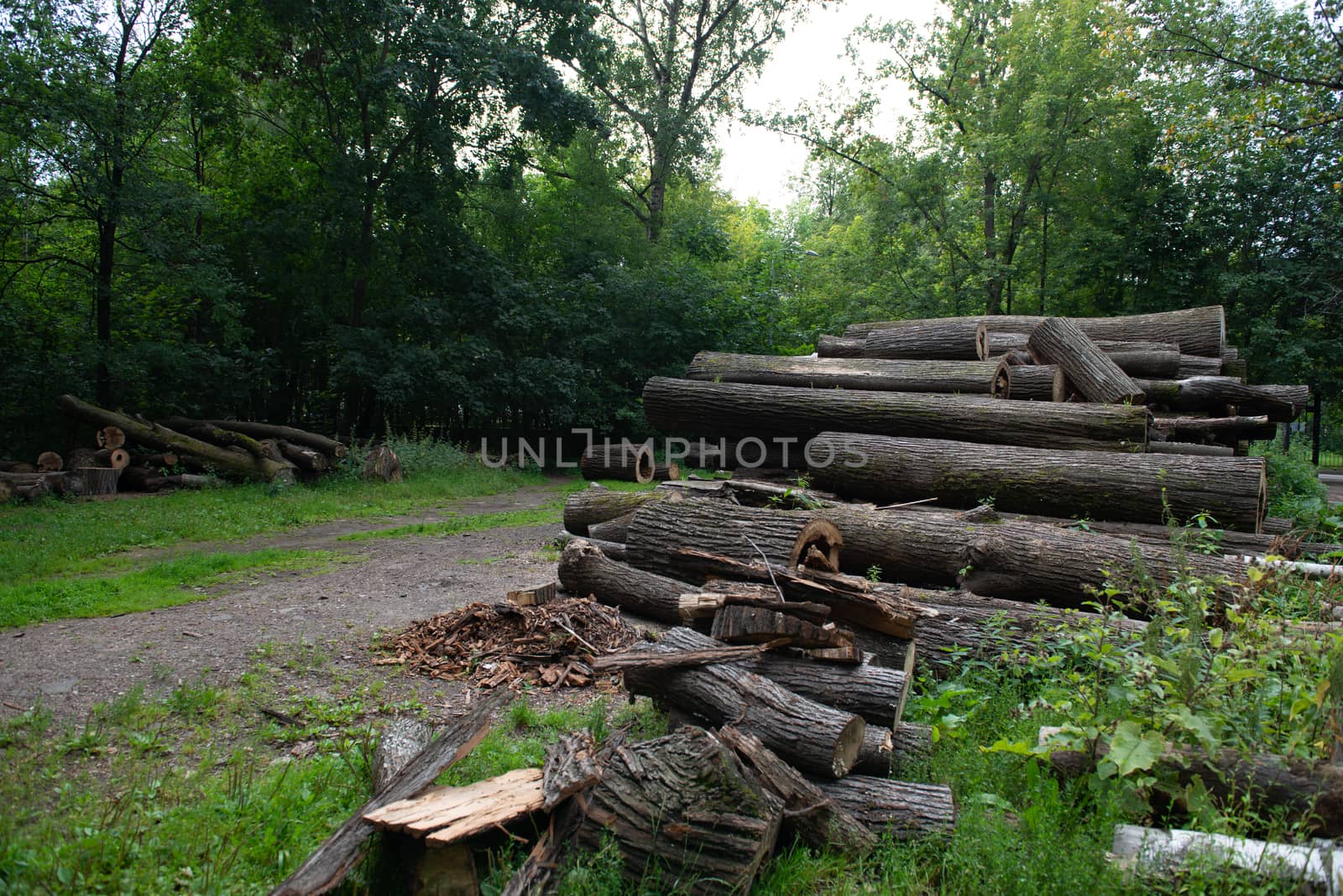 Wooden natural cut logs textured in a park