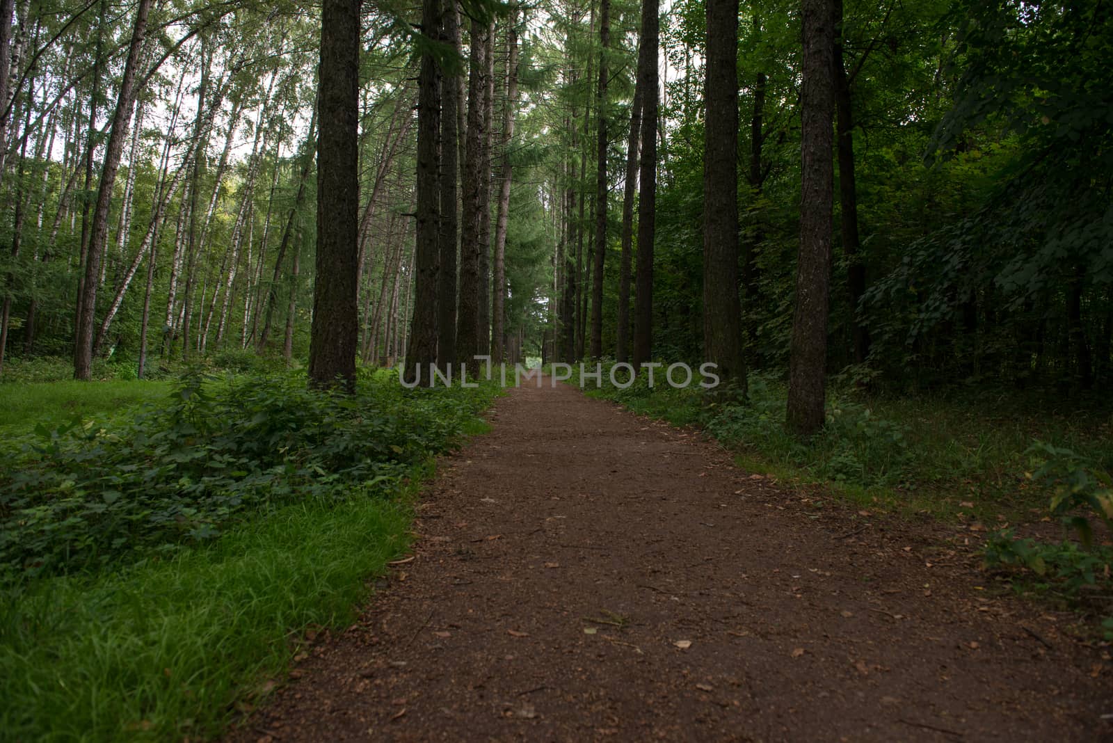 Personal perspective of walking on a path in the forest by marynkin