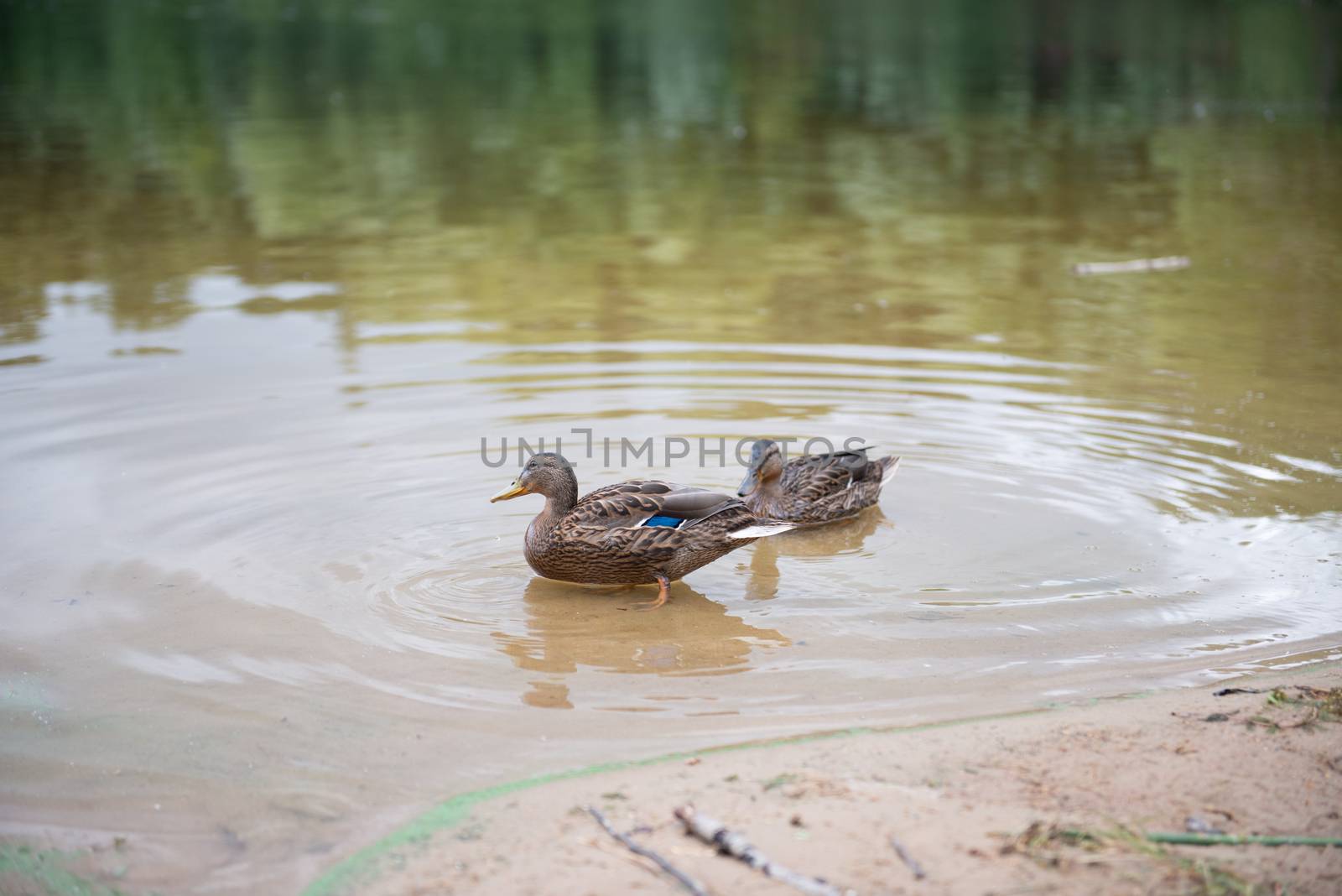 Two beautiful ducks resting on the lake by marynkin