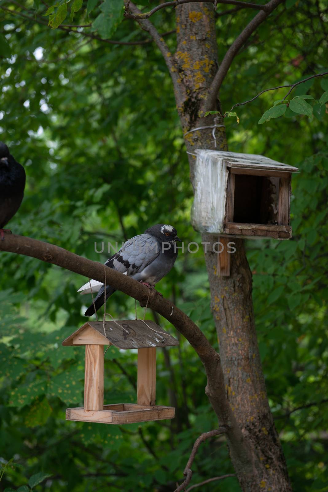 Pigeon in a birdhouse in the Park on a green background by marynkin