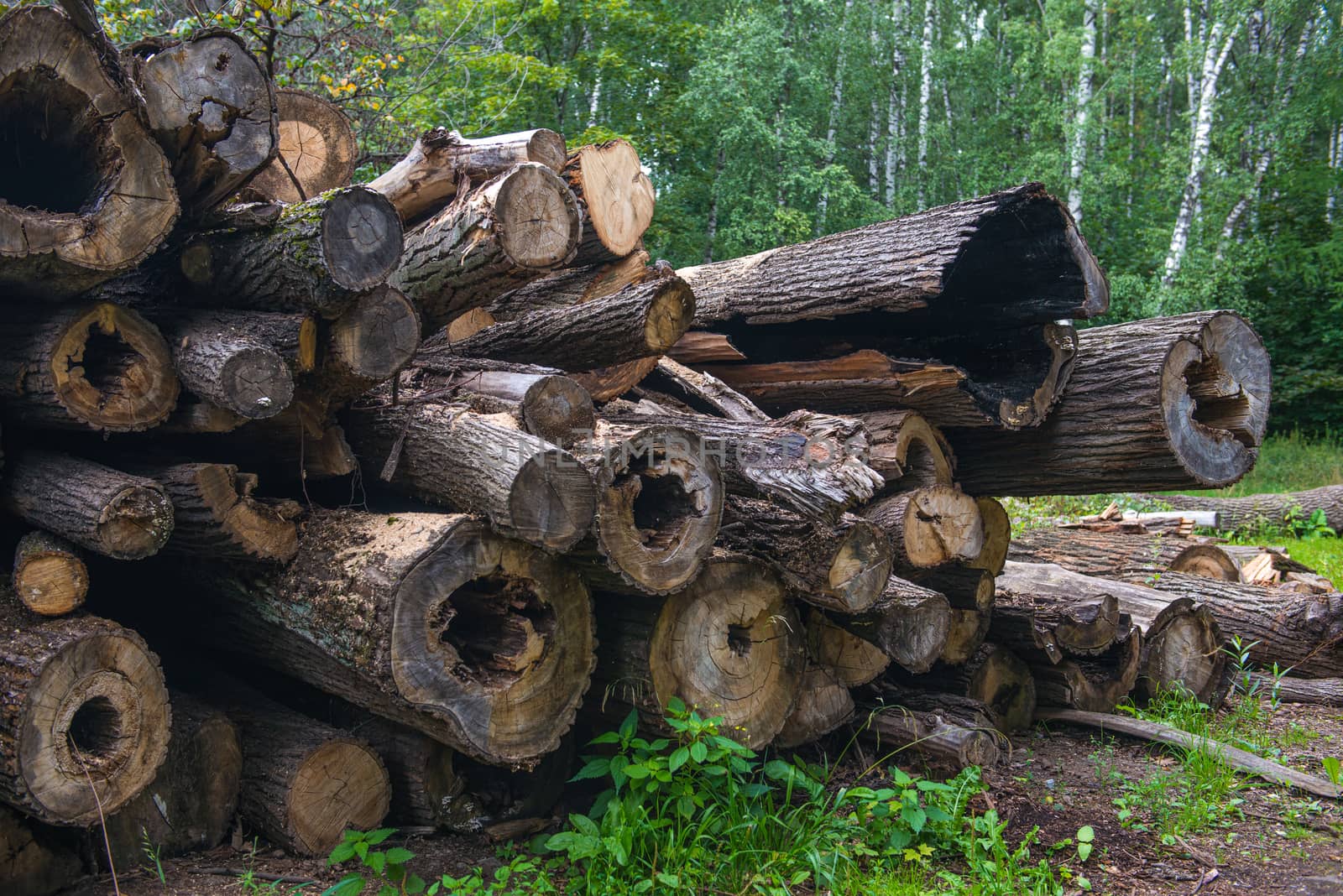 Wooden natural cut logs textured background, in a park by marynkin