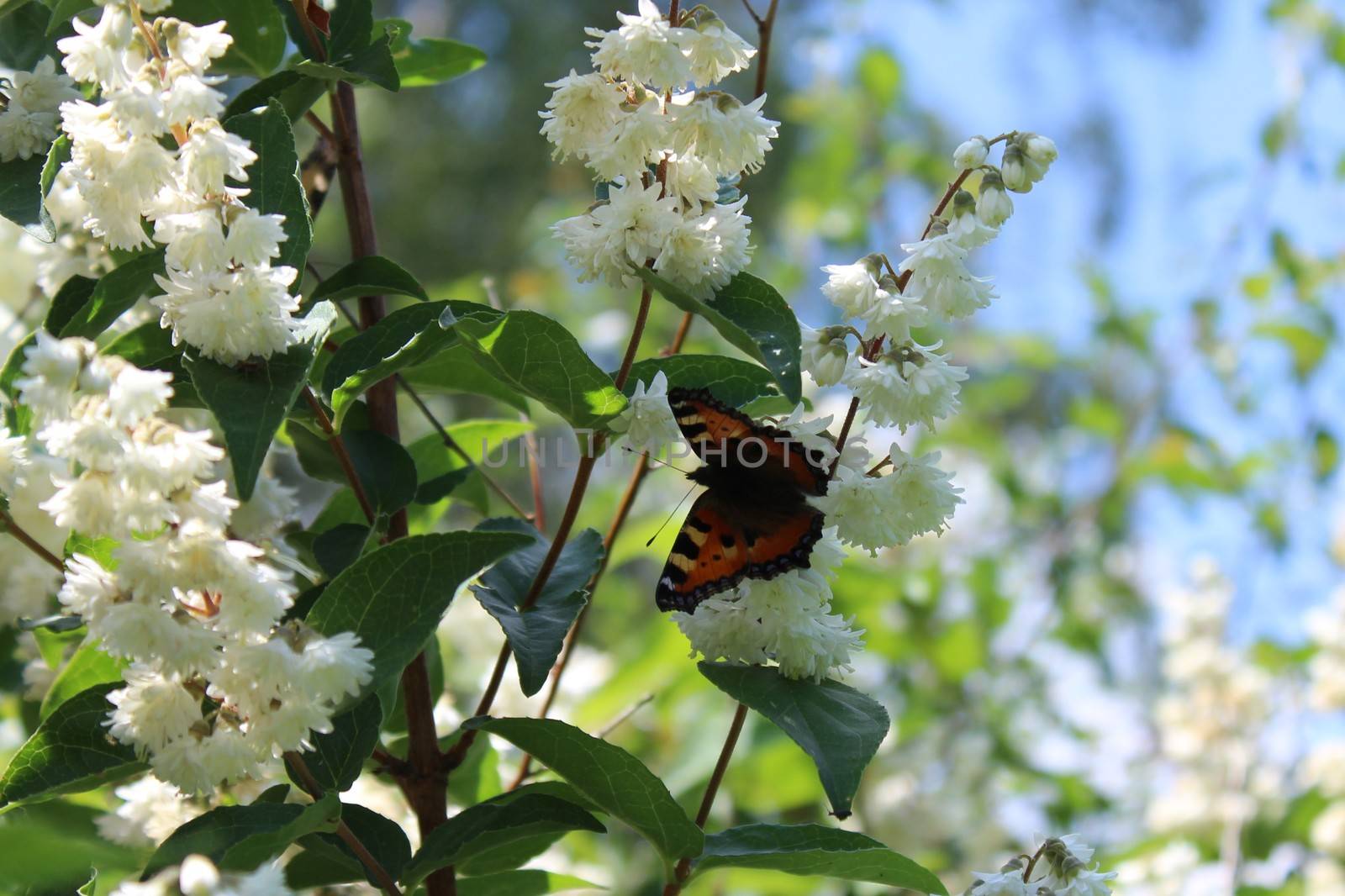 The picture shows a butterfly in the jasmine in the garden.