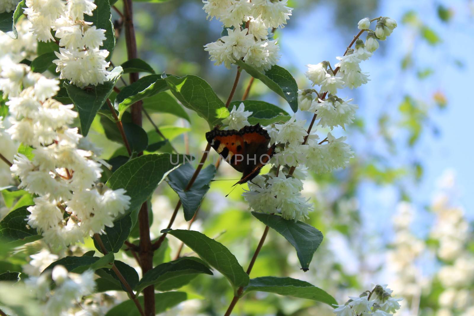 butterfly in the jasmine in the garden by martina_unbehauen