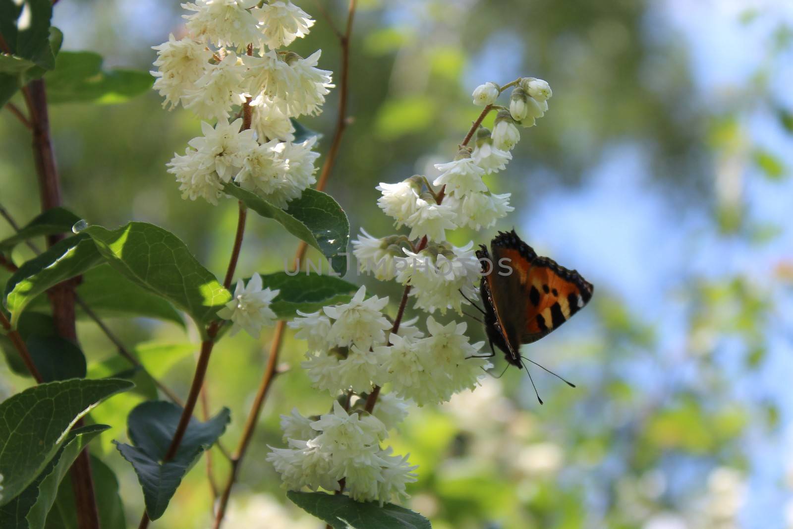 butterfly in the jasmine by martina_unbehauen