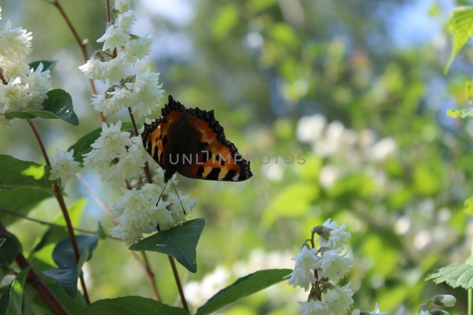 The picture shows a butterfly in the jasmine in the garden.