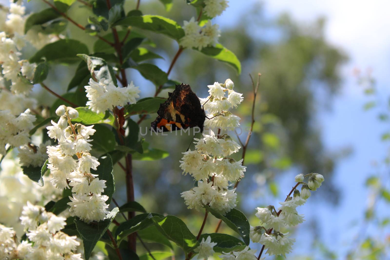 butterfly in the jasmine in the garden by martina_unbehauen