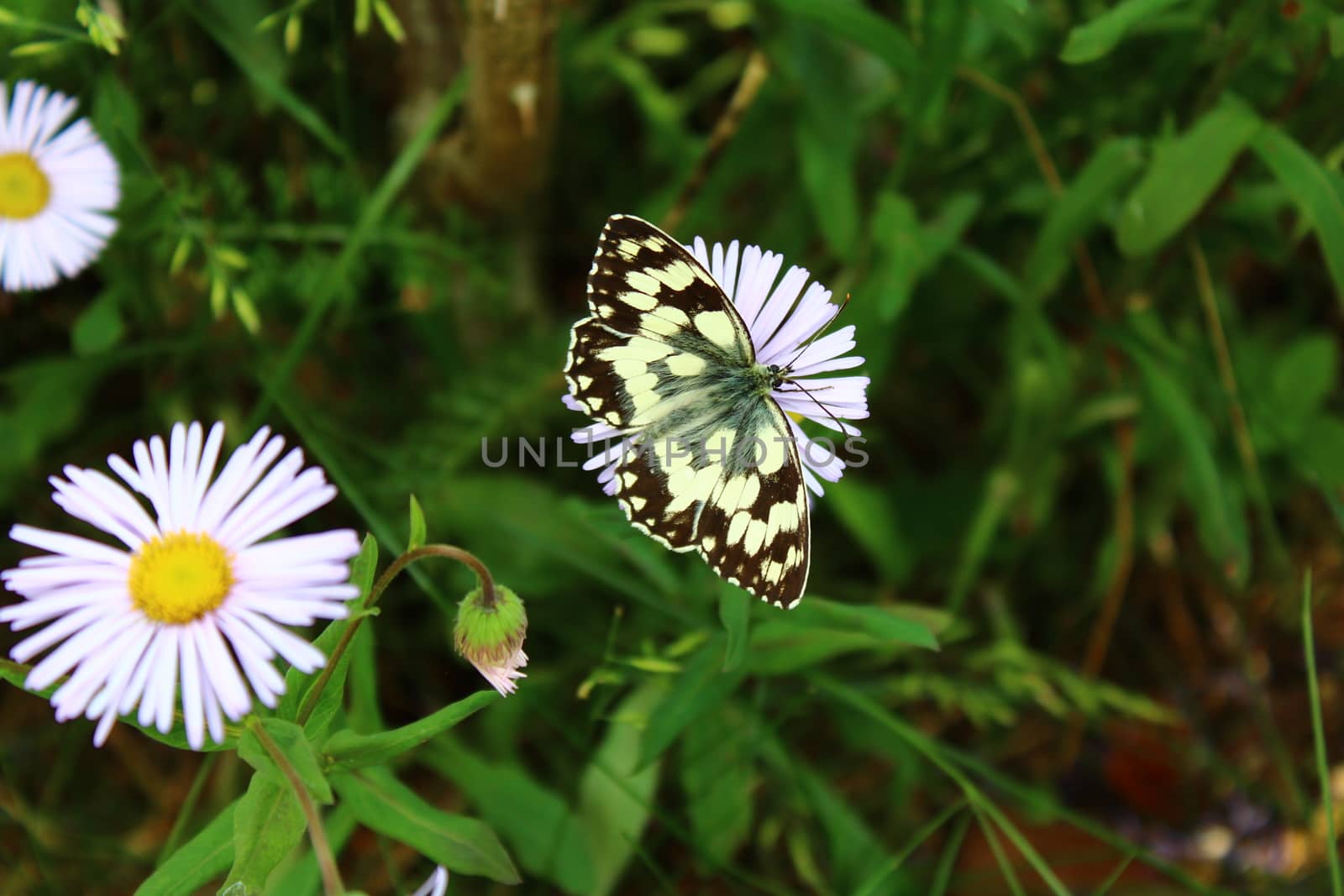 butterfly on a aster in the garden by martina_unbehauen