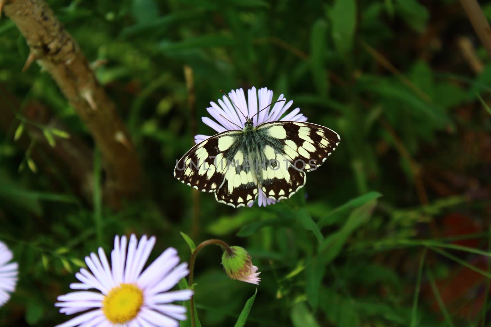 butterfly on a aster in the garden by martina_unbehauen