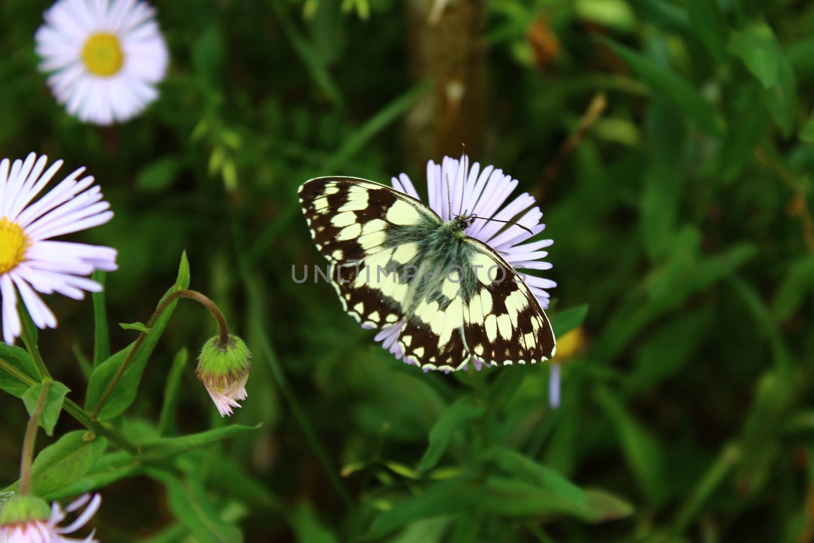 The picture shows a butterfly on a aster in the garden.