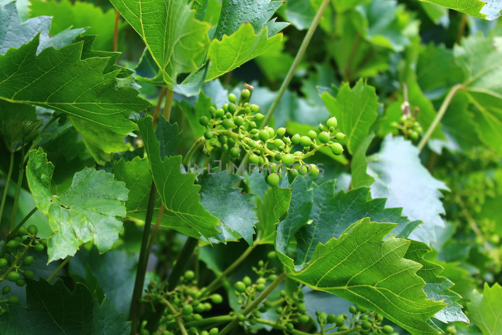 The picture shows unripe grapes in the garden.