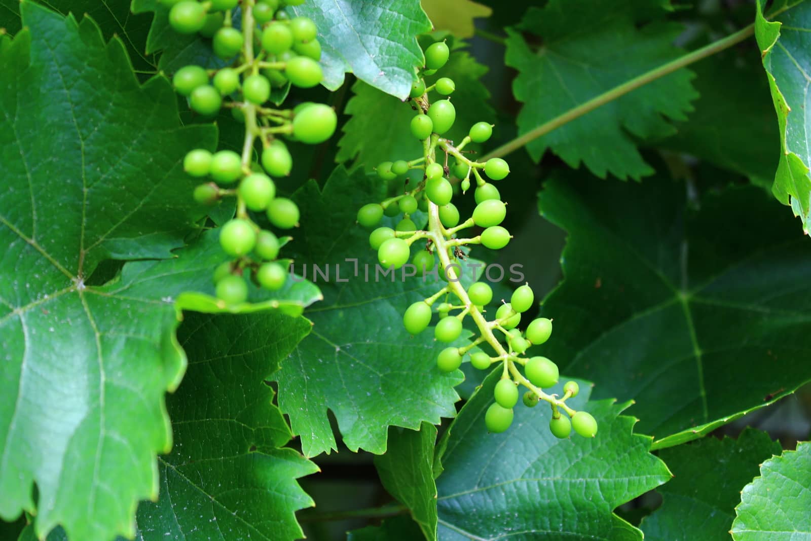 The picture shows unripe grapes in the garden.