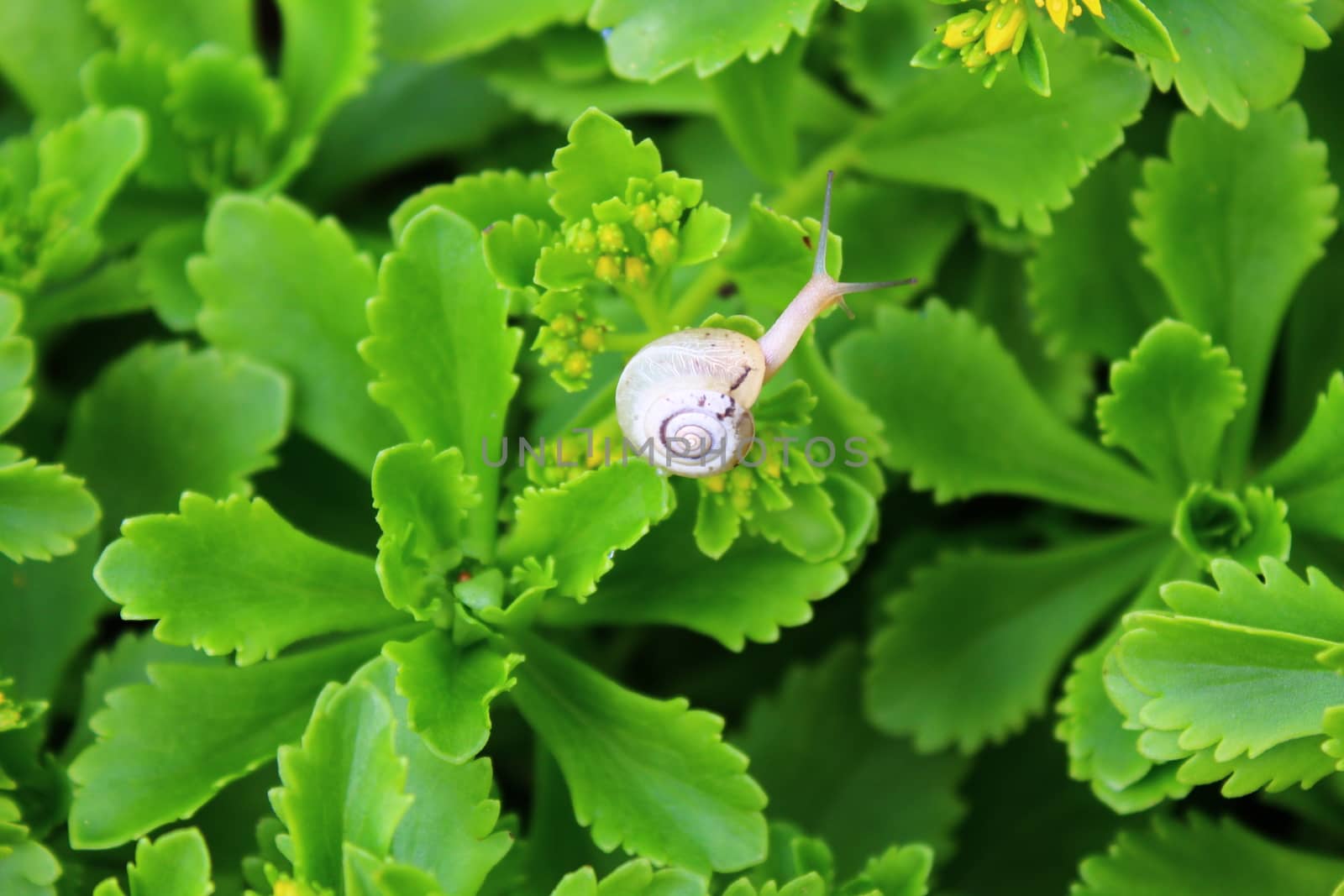 little snail on green leaves by martina_unbehauen