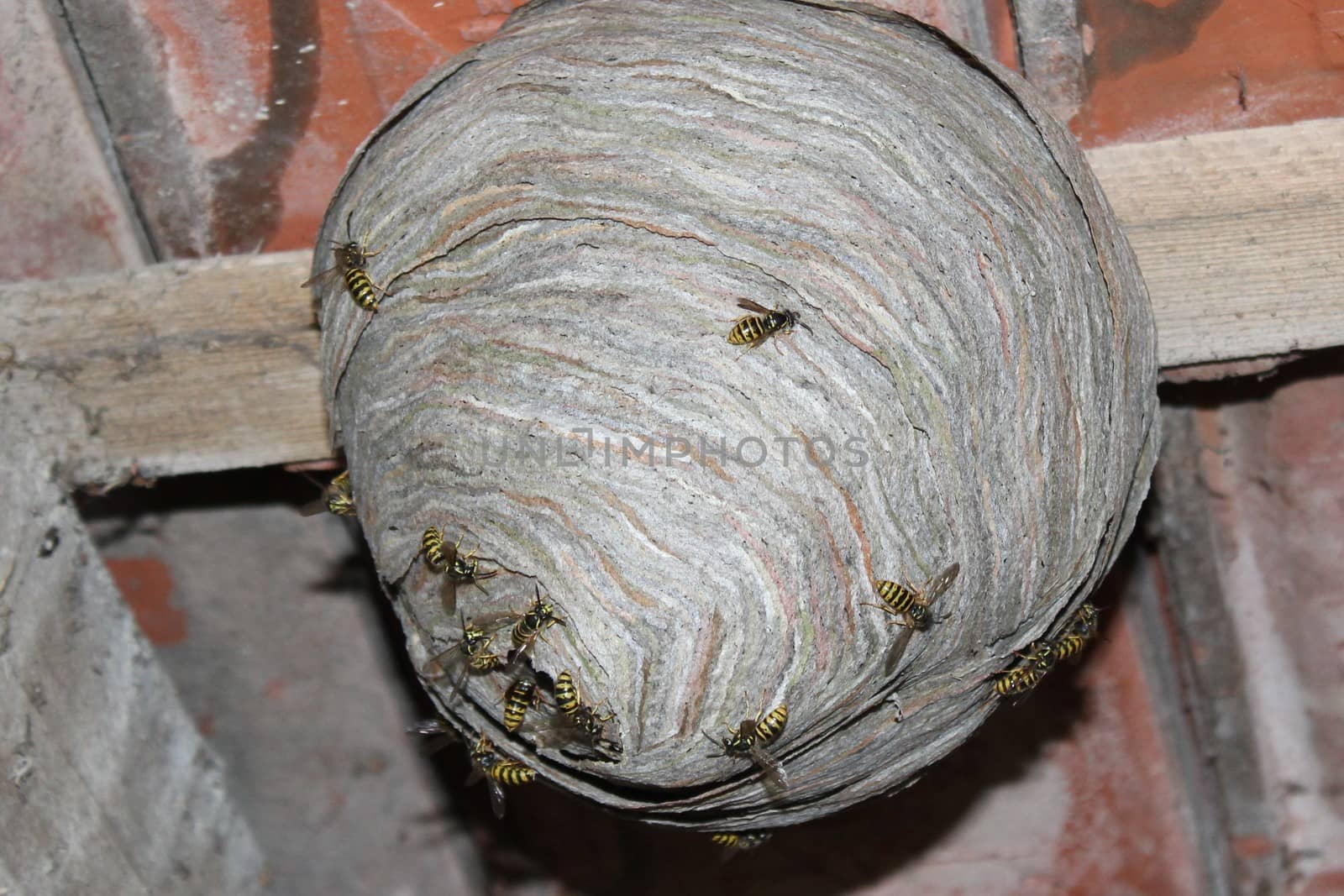 The picture shows a wasps nest and wasps.