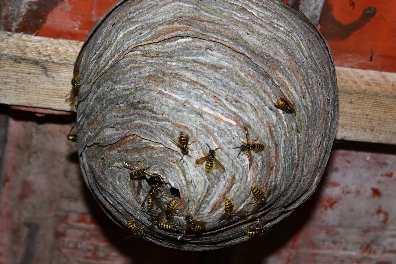 The picture shows wasps nest and wasps.