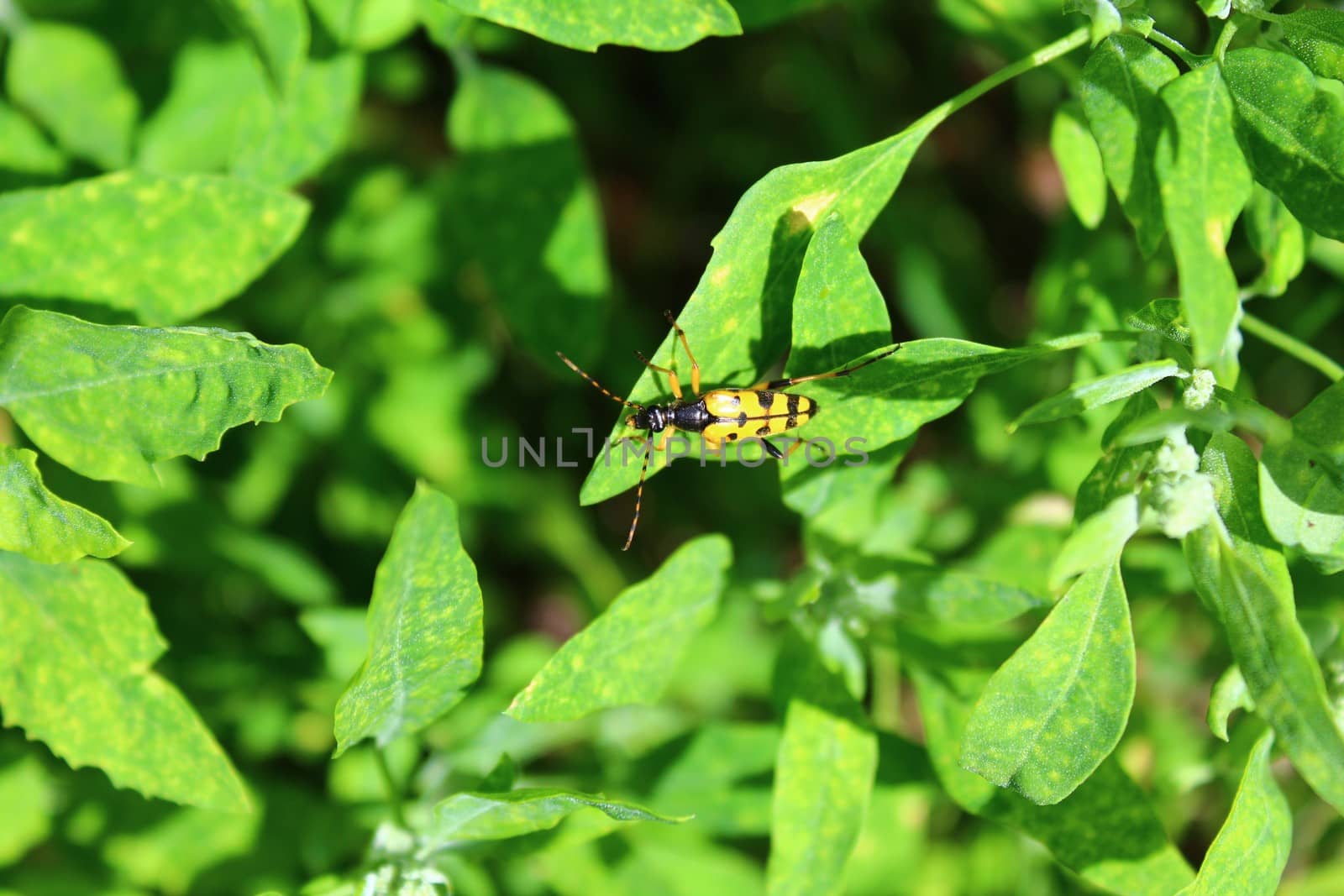 The picture shows a four-banded longhorn beetle.