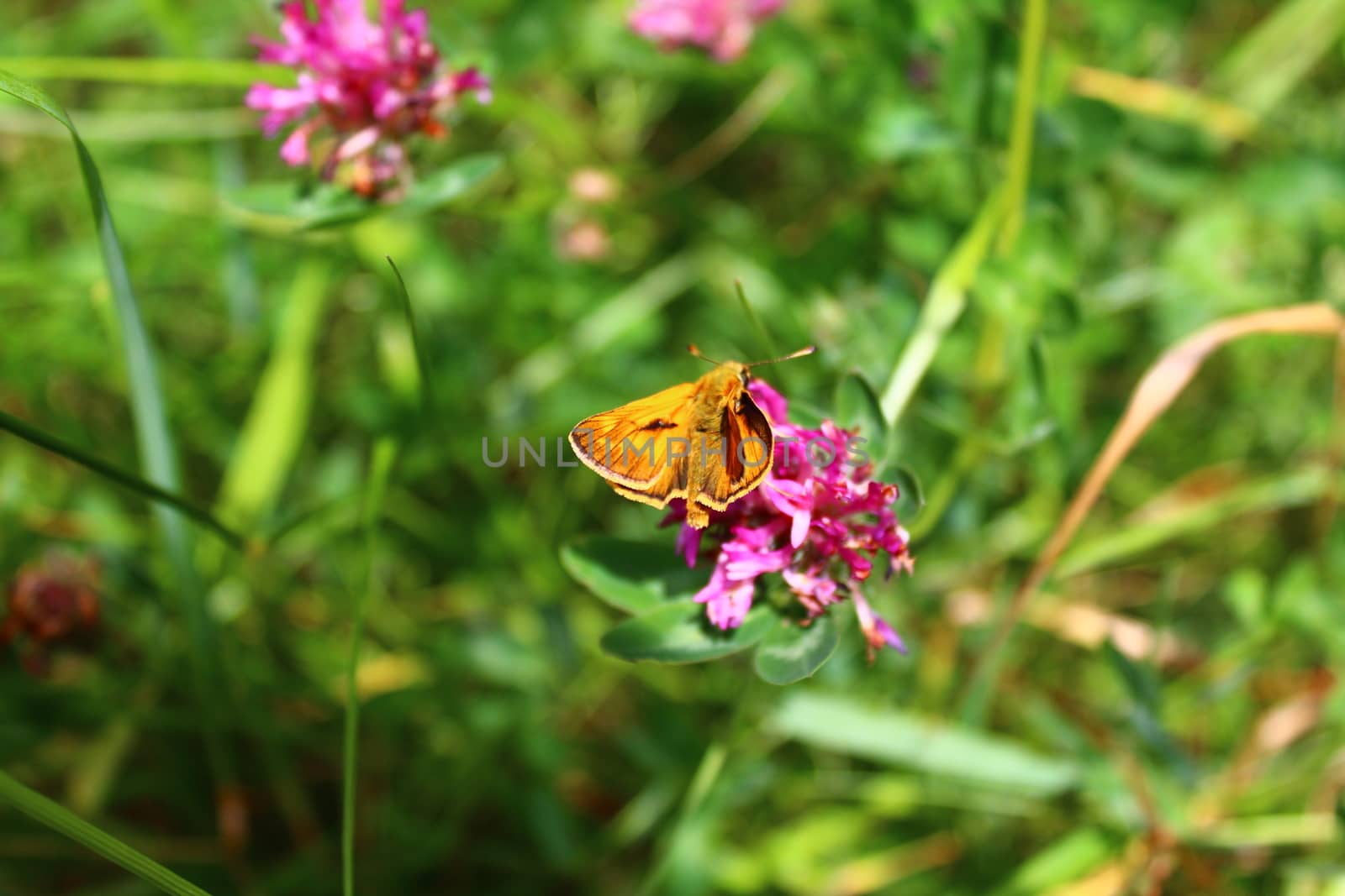 The picture shows a small skipper on a flower.