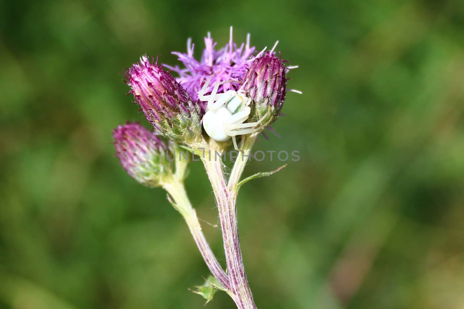 white spider on a flower by martina_unbehauen