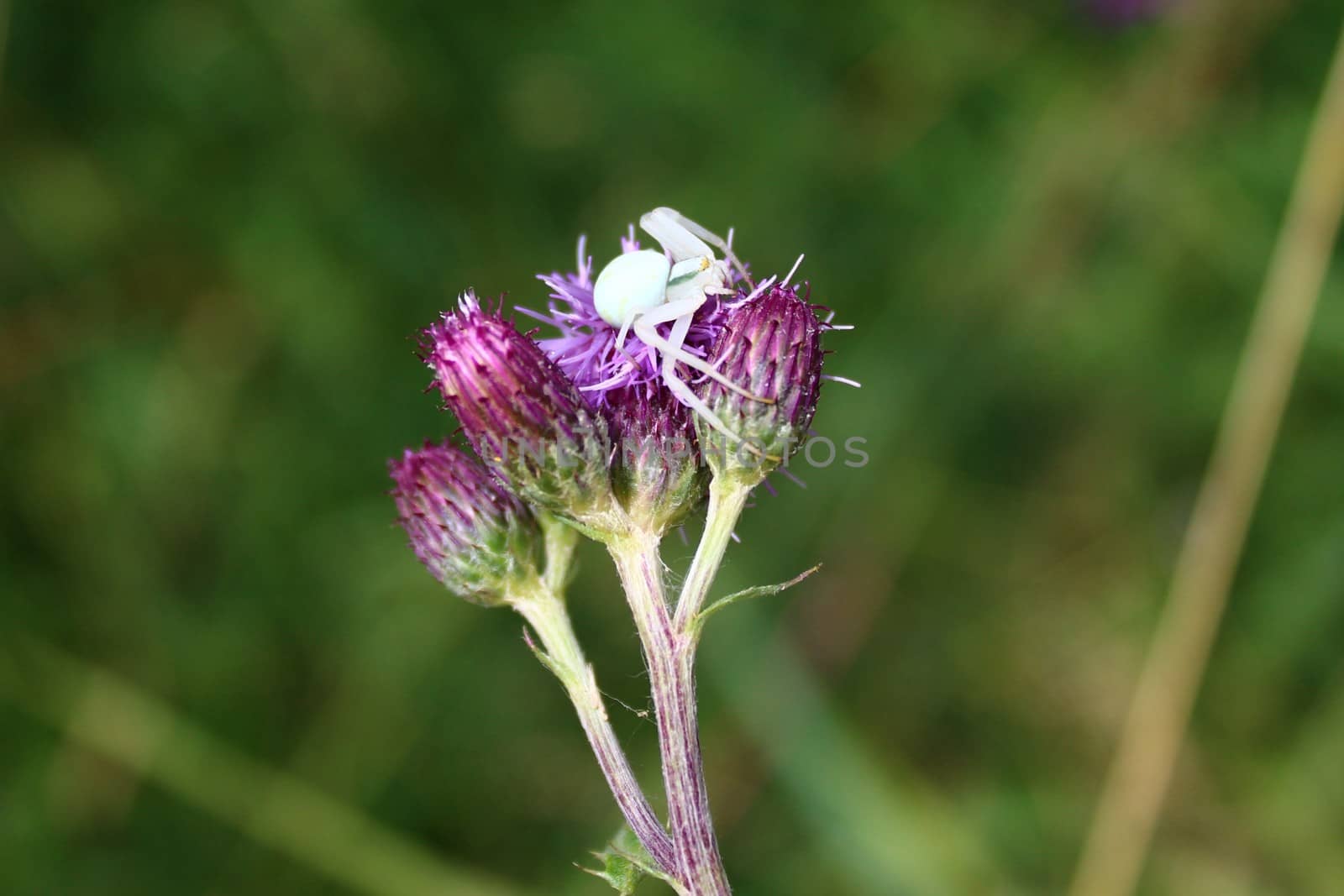 white spider on a flower by martina_unbehauen