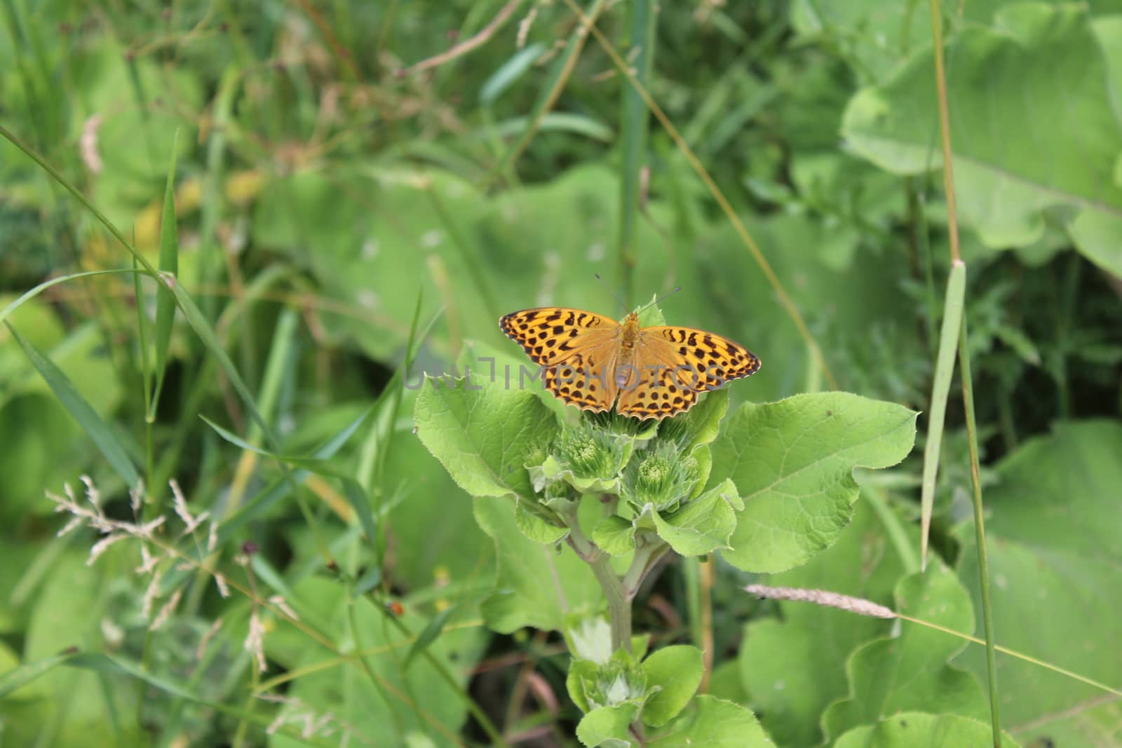 The picture shows silver washed fritillary in the garden.