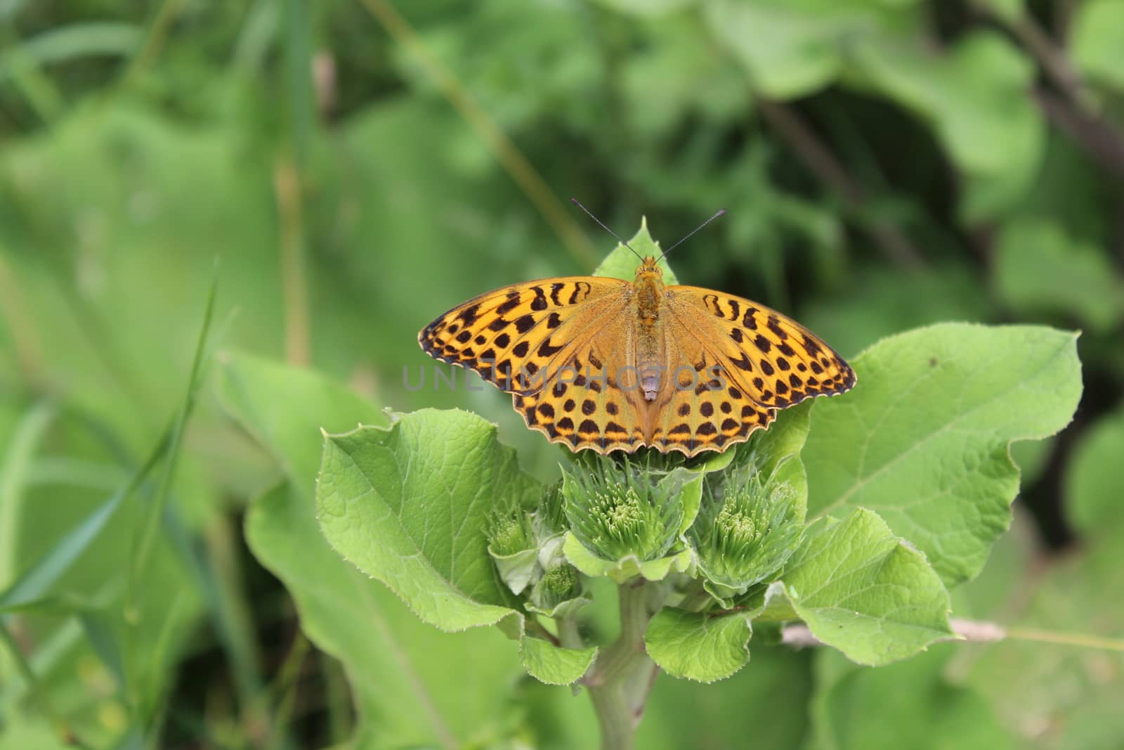 silver washed fritillary in the garden by martina_unbehauen