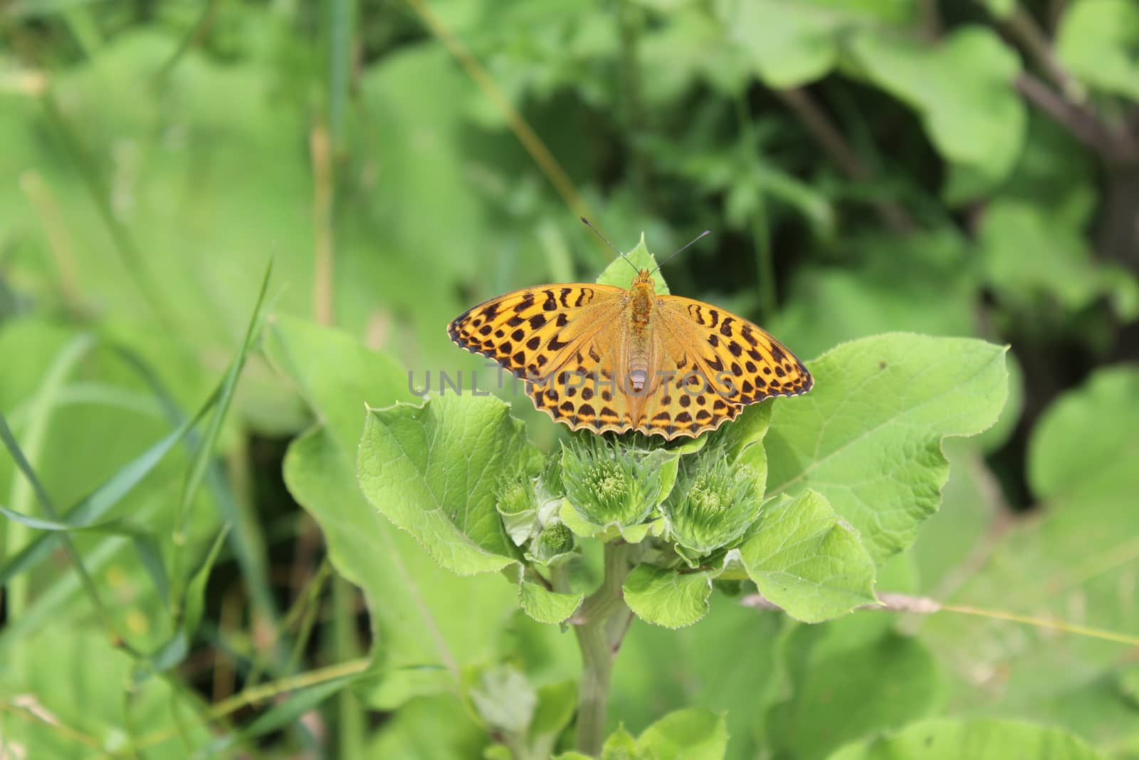 The picture shows a silver washed fritillary in the garden.