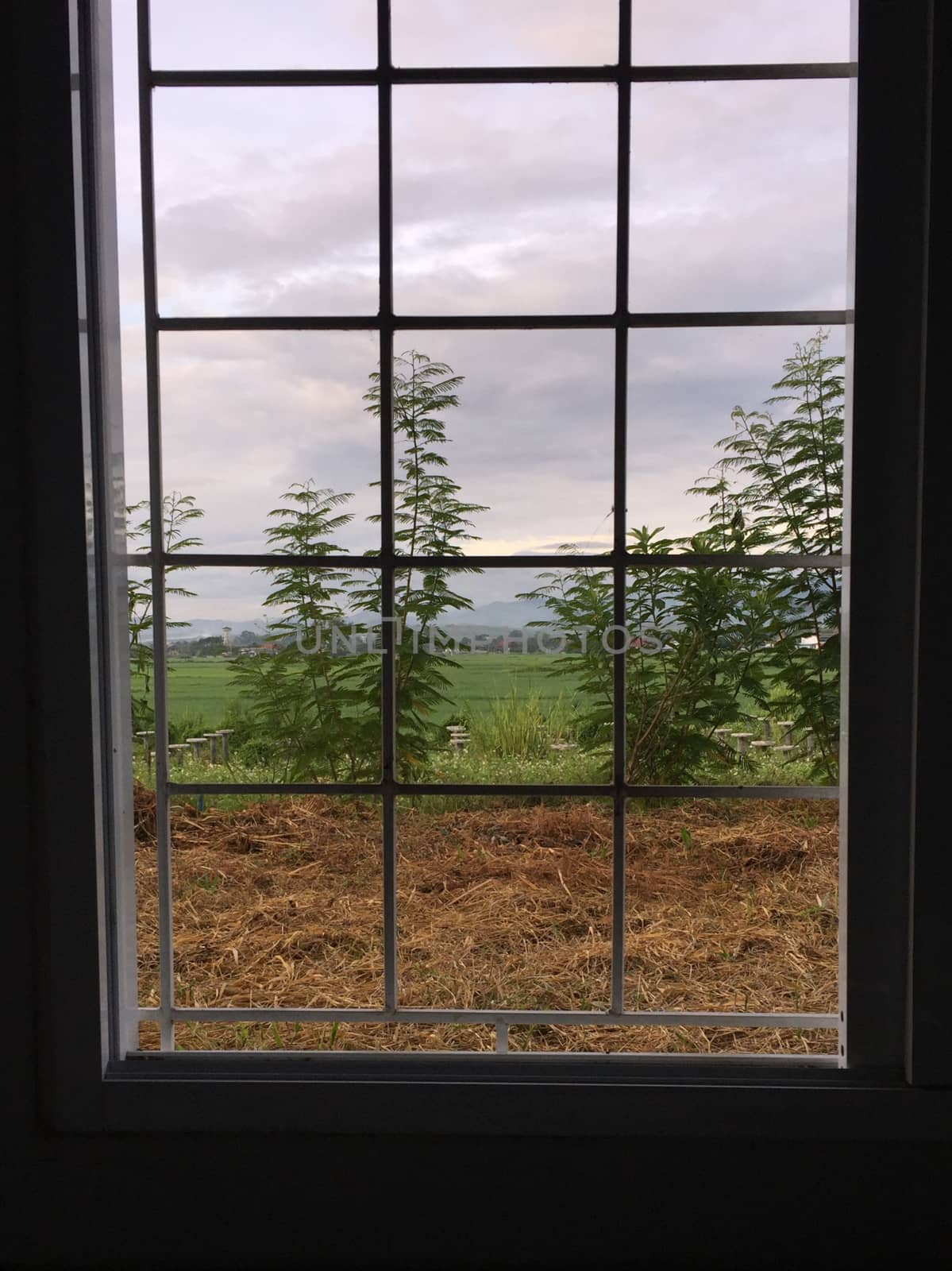 Green plant and window of spring time